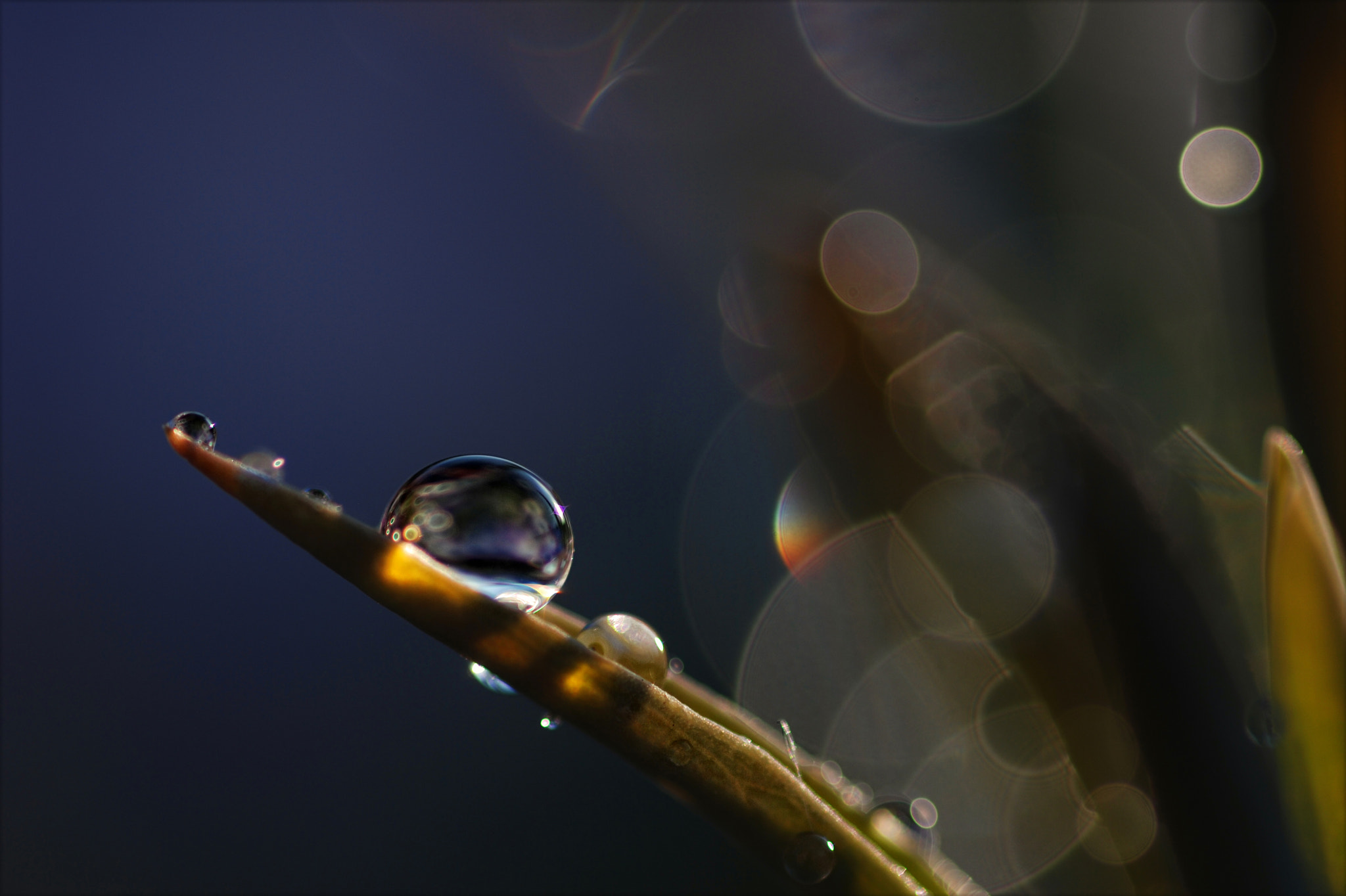 Nikon D80 + Sigma 105mm F2.8 EX DG Macro sample photo. ~ ambiance ~ photography