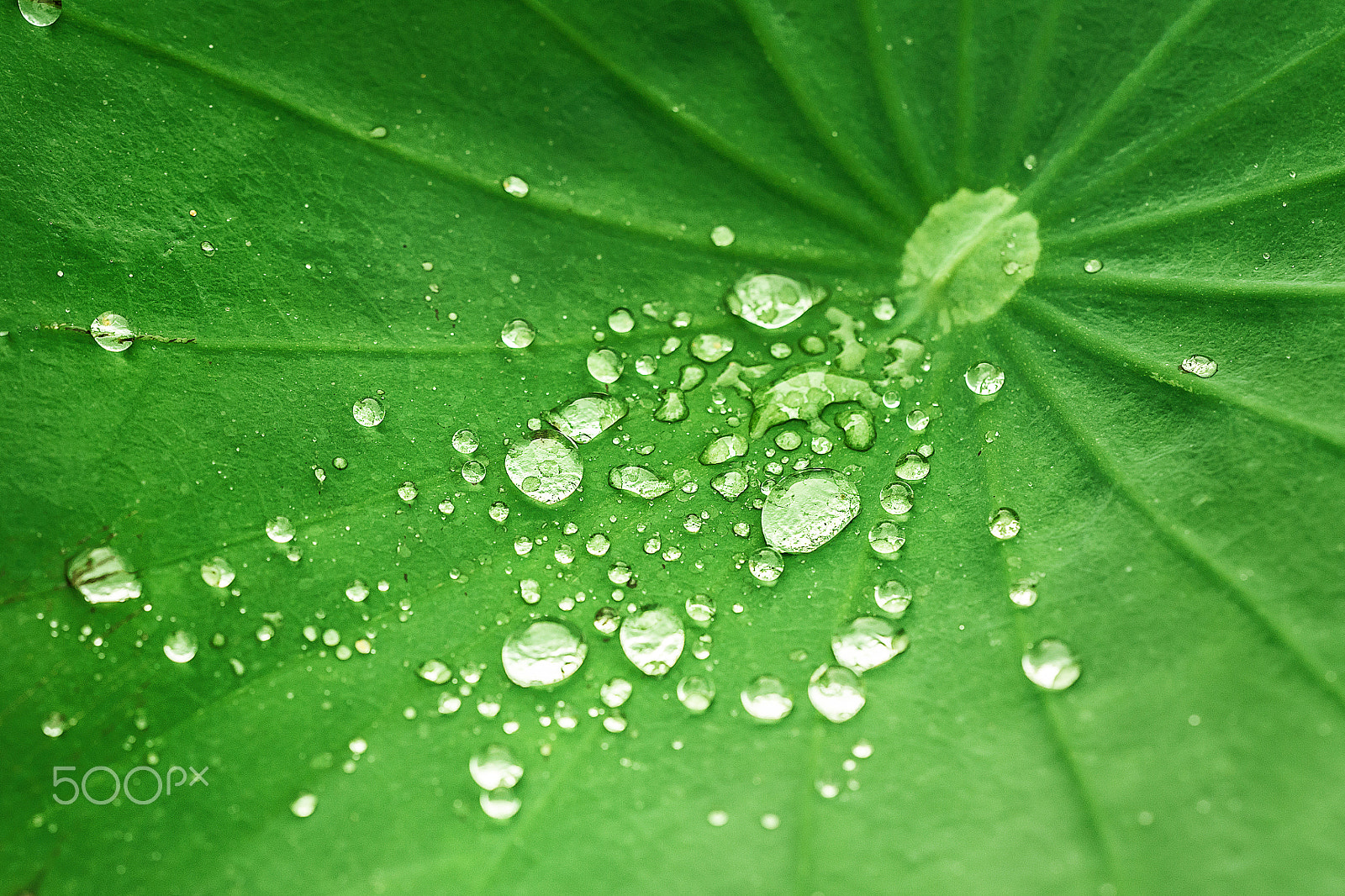 Sigma 150mm F2.8 EX DG OS Macro HSM sample photo. Water drops and lotus veins photography