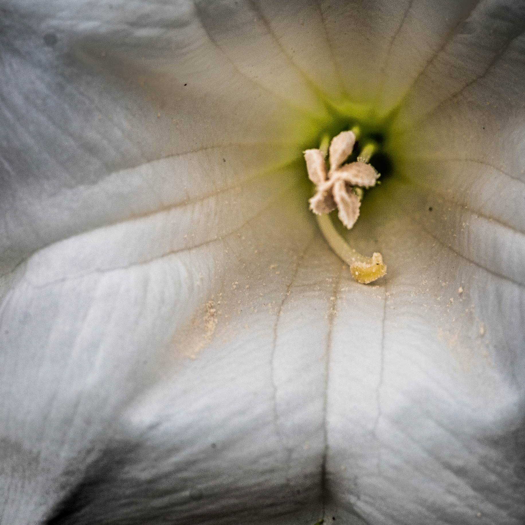Nikon D40X sample photo. Flower photography