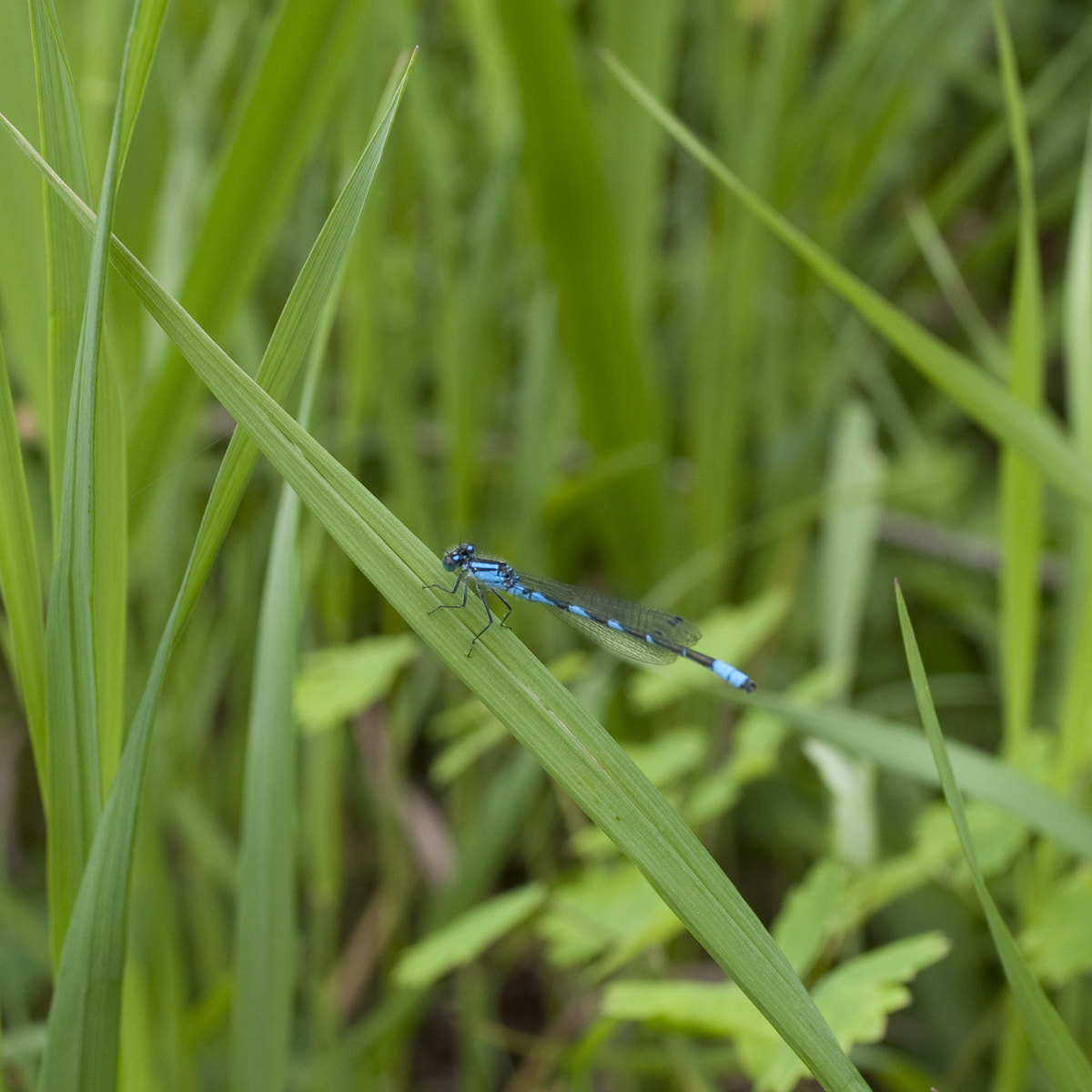 Nikon D90 + Nikon AF-S Nikkor 28mm F1.8G sample photo. Blue dragonfly photography