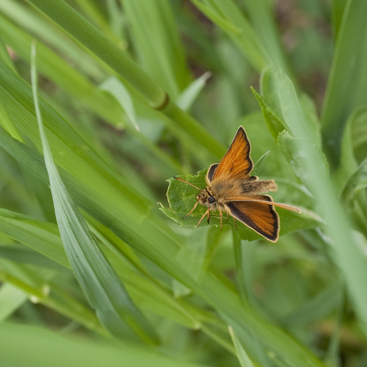 Nikon D90 + Nikon AF-S Nikkor 28mm F1.8G sample photo. Small orange moth photography