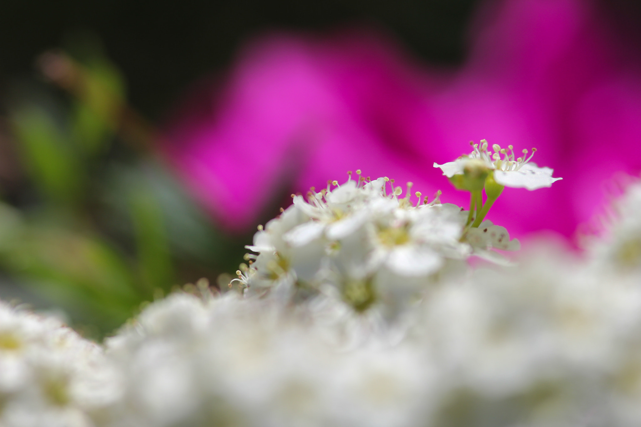 Canon EOS 60D + Sigma 105mm F2.8 EX DG Macro sample photo. Being a star - une étoile photography