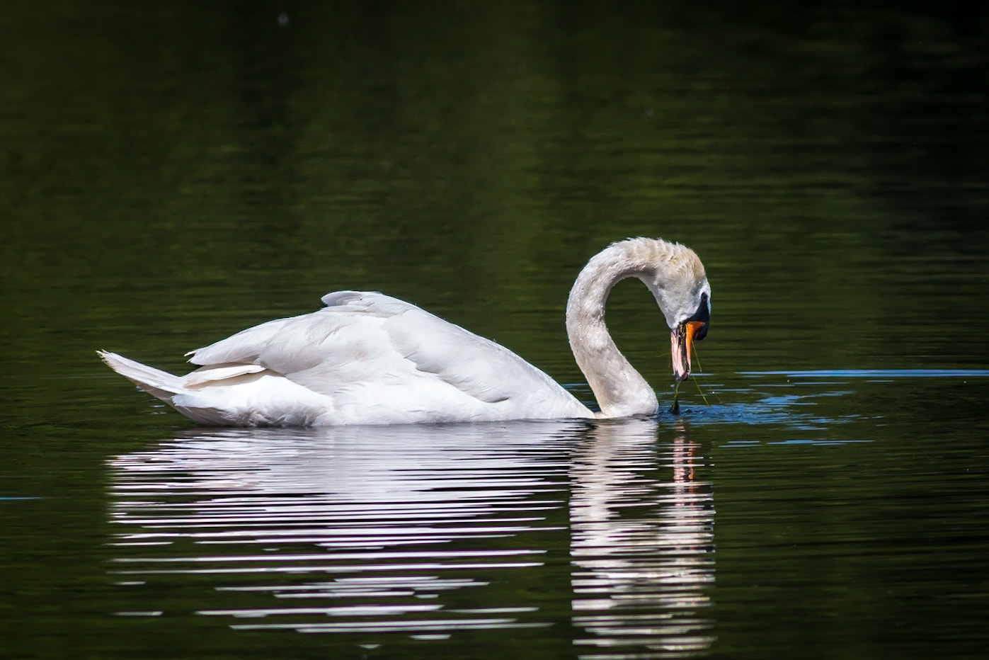 Canon EF 400mm F5.6L USM sample photo. Mute swan photography