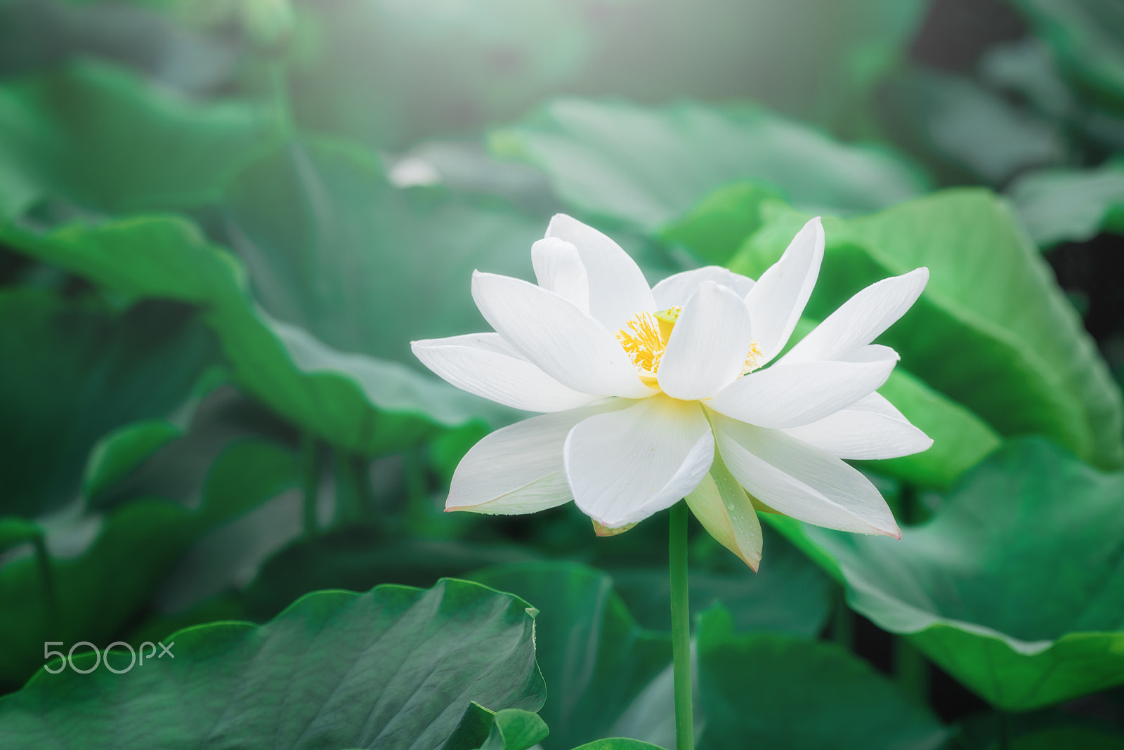 Sigma 150mm F2.8 EX DG OS Macro HSM sample photo. Lotus photography