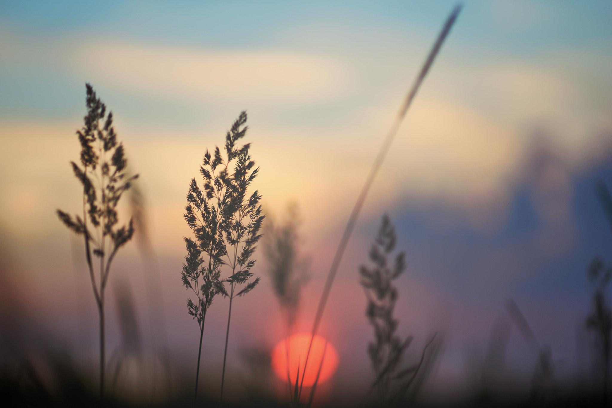 Sony Planar T* 85mm F1.4 ZA sample photo. Grass at sunset photography