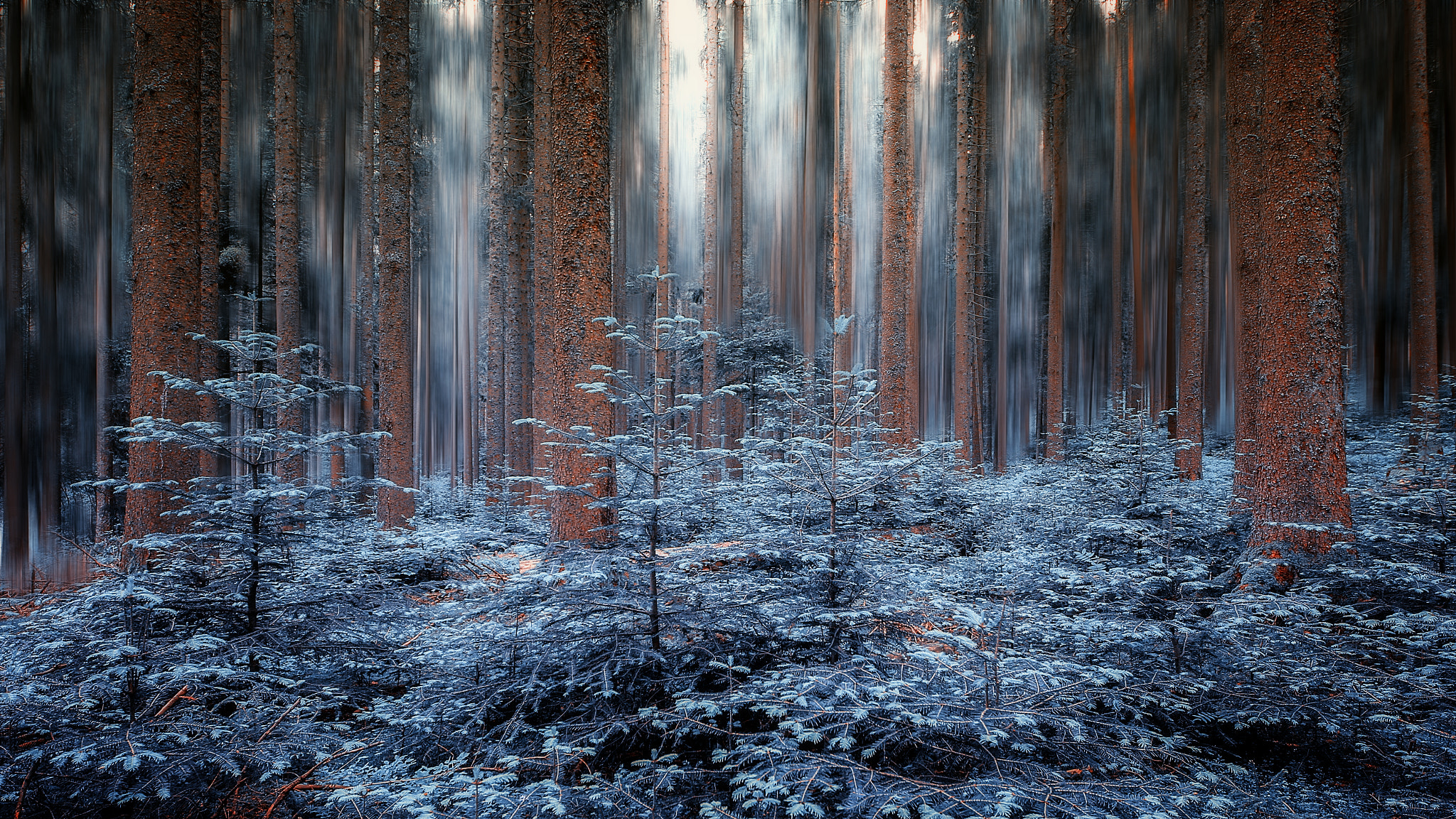 Sigma 12-24mm F4.5-5.6 II DG HSM sample photo. Magical forest photography