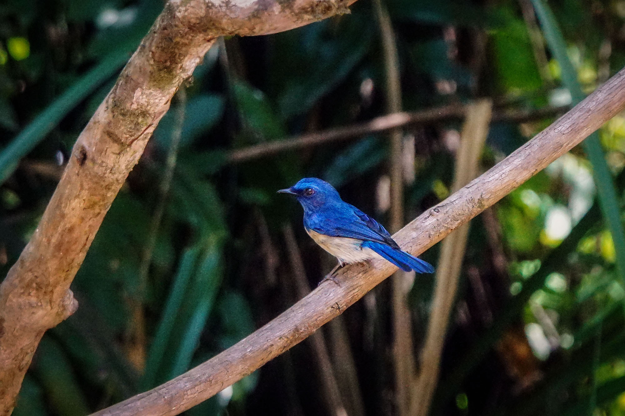 Sony ILCA-77M2 + Sony 70-400mm F4-5.6 G SSM II sample photo. Malaysian blue-flycatcher photography