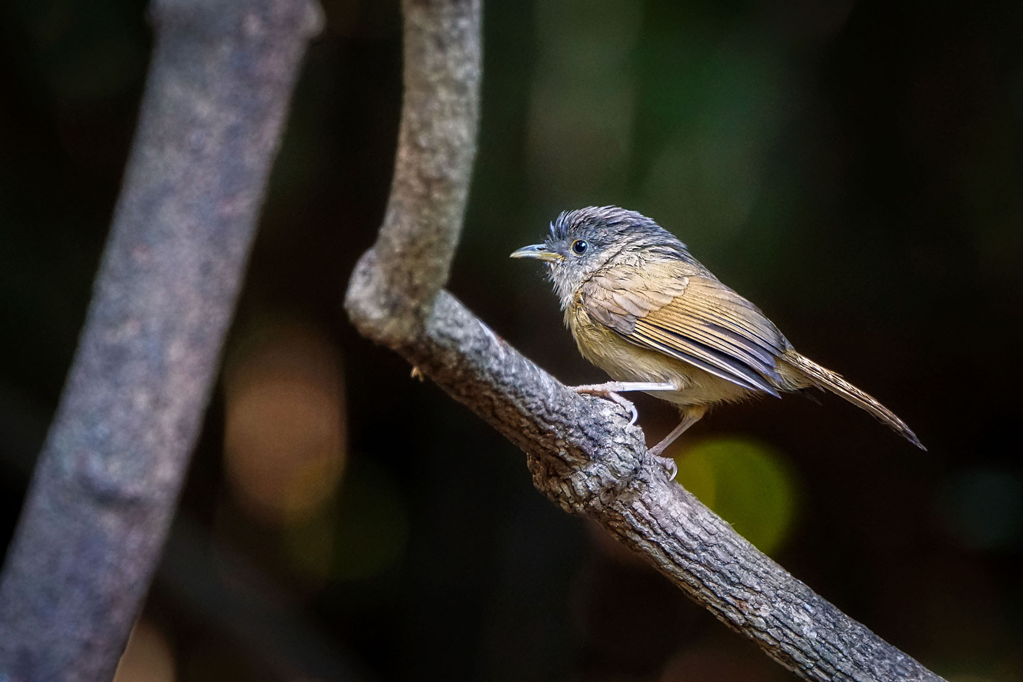 Sony ILCA-77M2 + Sony 70-400mm F4-5.6 G SSM II sample photo. Brown-cheeked fulvetta photography
