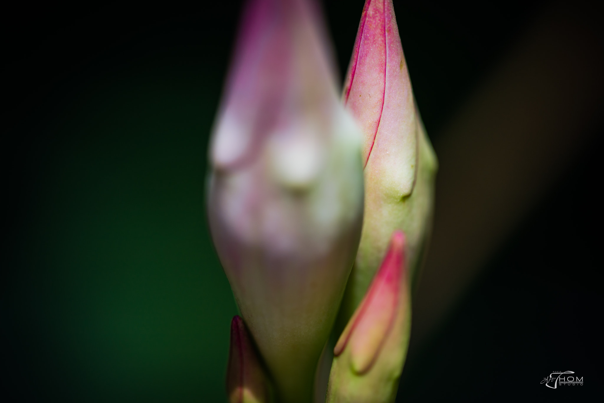 Canon EF 100mm F2.8 Macro USM sample photo. Openingsoon photography