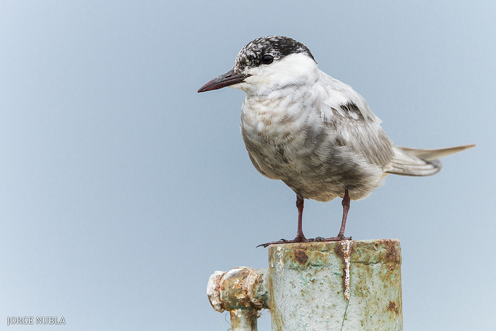 Canon EF 500mm F4L IS II USM sample photo. Fumarel cariblanco (chlidonias hybridus). photography
