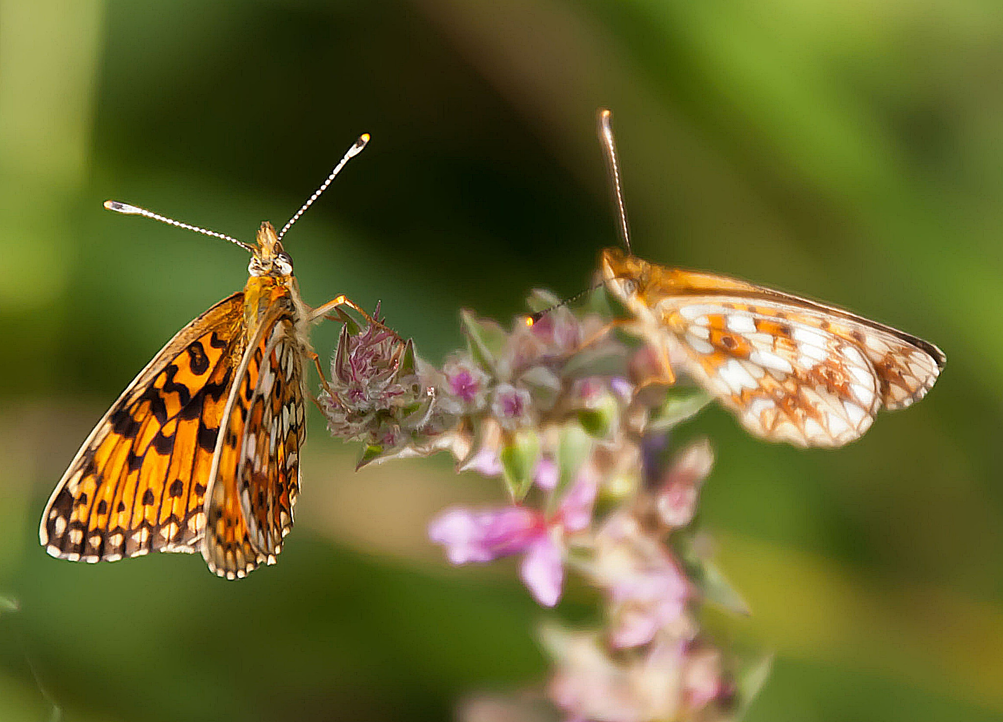 Sony Alpha DSLR-A300 + DT 18-270mm F3.5-6.3 SSM sample photo. >>> photography