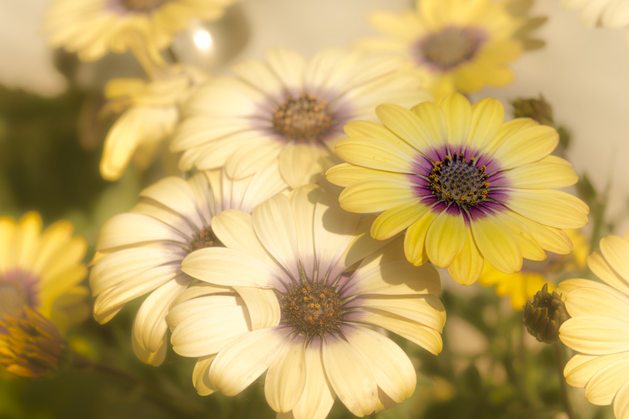 Osteospermum(Lemon Symphony)