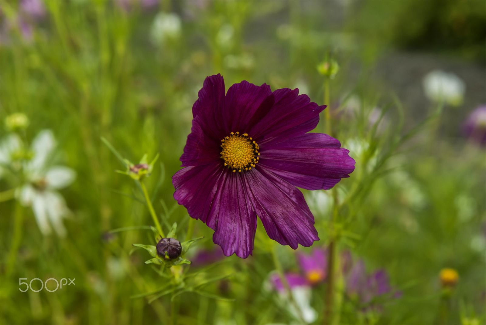 Nikon AF Nikkor 24-85mm F2.8-4D IF sample photo. From nature .... photography
