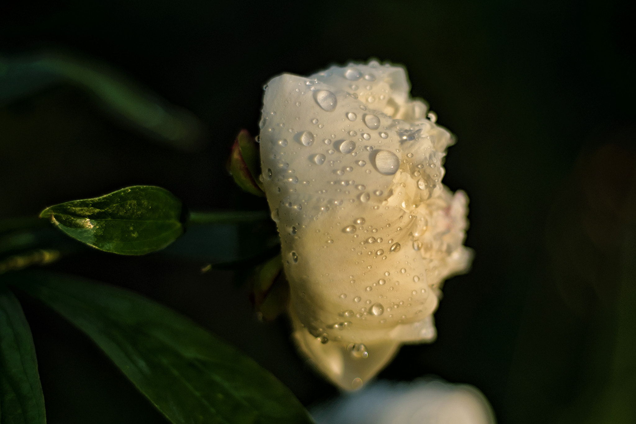 Nikon D5000 + Nikon AF Nikkor 50mm F1.8D sample photo. Sunshine after rain photography