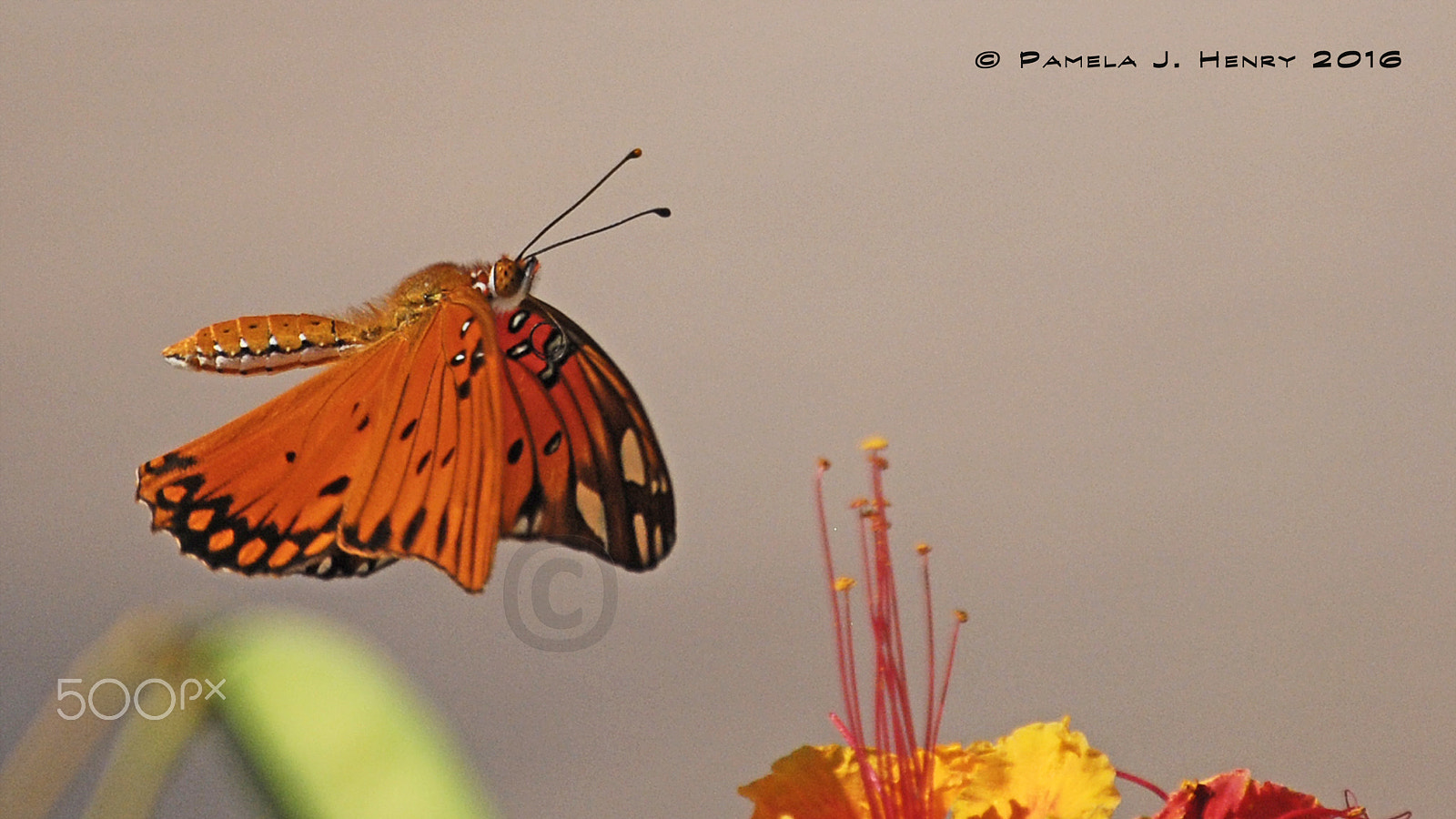 Nikon D80 sample photo. In search of... photography