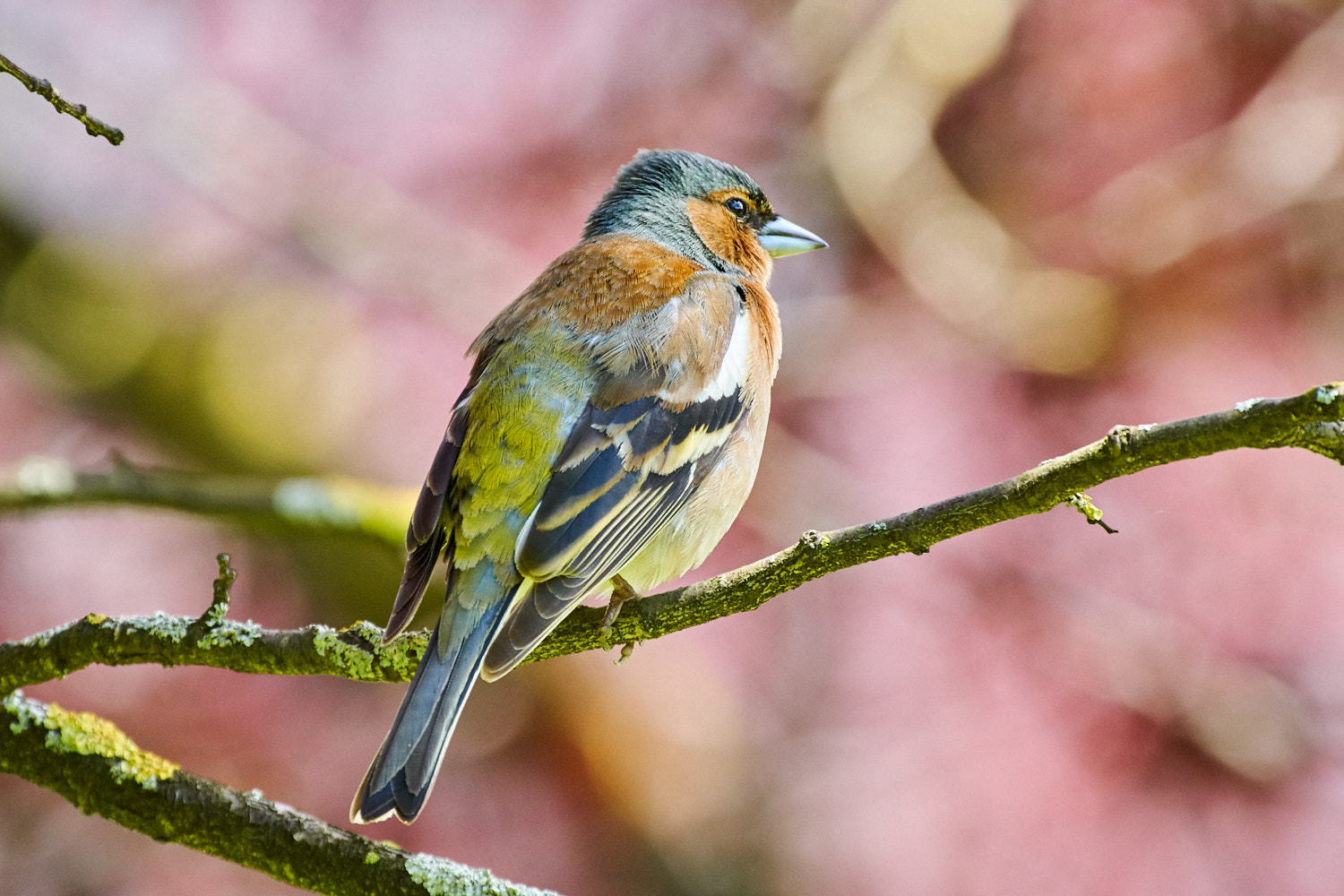 Olympus PEN-F + LEICA DG 100-400/F4.0-6.3 sample photo. Buchfink (chaffinch) photography