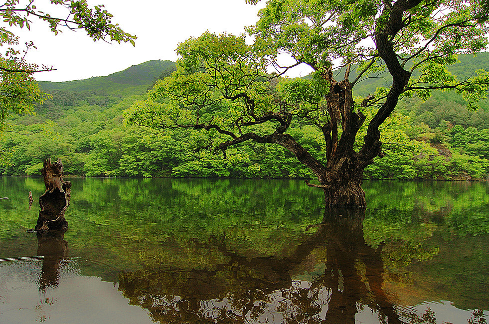 Nikon D2H sample photo. Tree in the water photography
