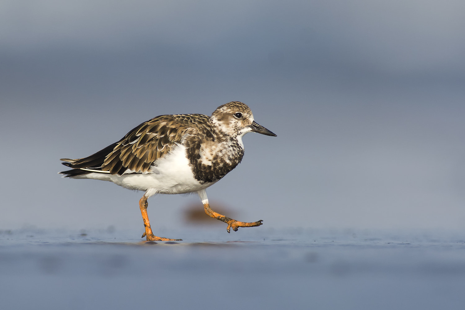 Nikon AF-S Nikkor 300mm F2.8G ED VR II sample photo. Ruddy turnstone photography