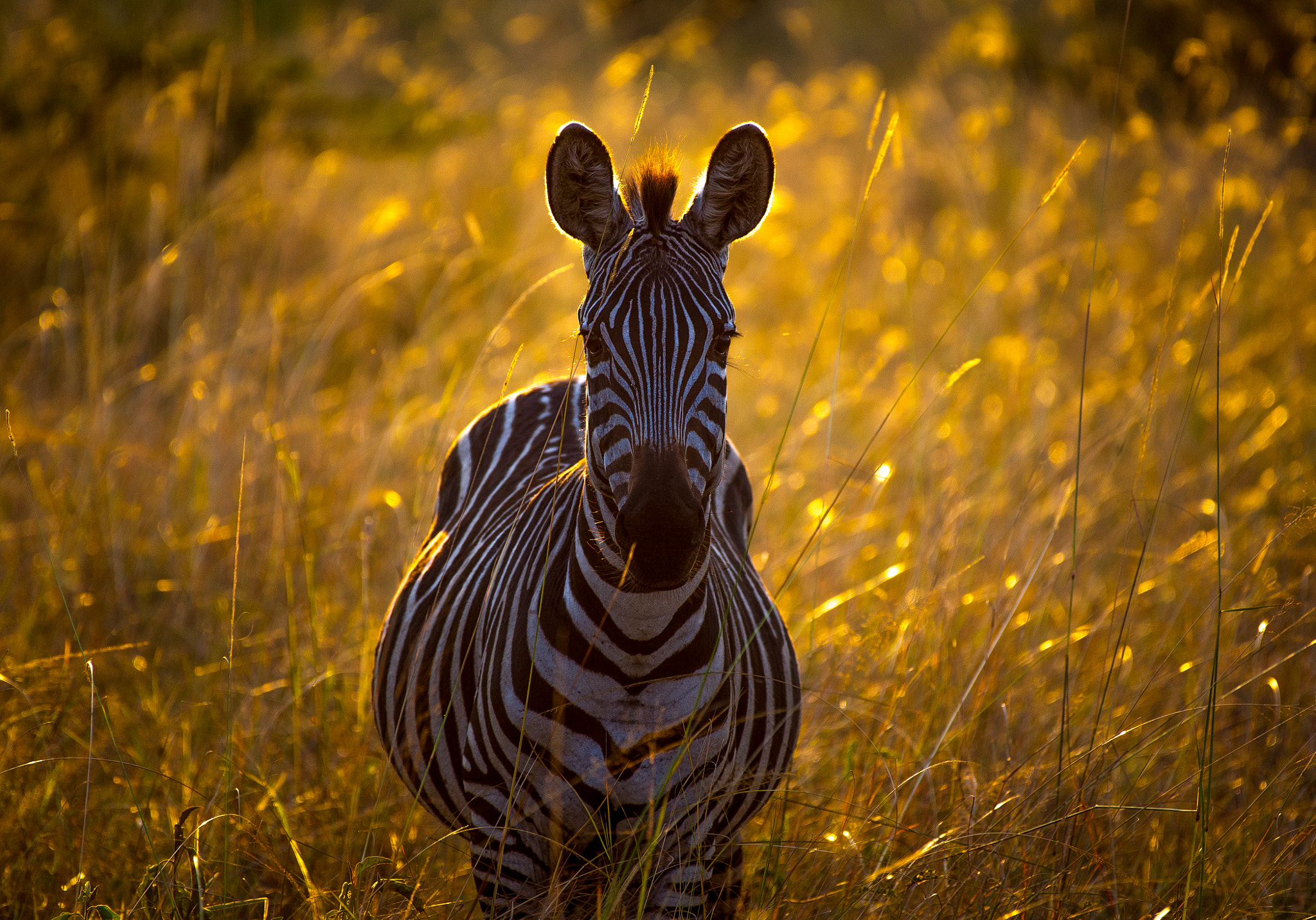Nikon Df sample photo. Zebra at lake mburo photography