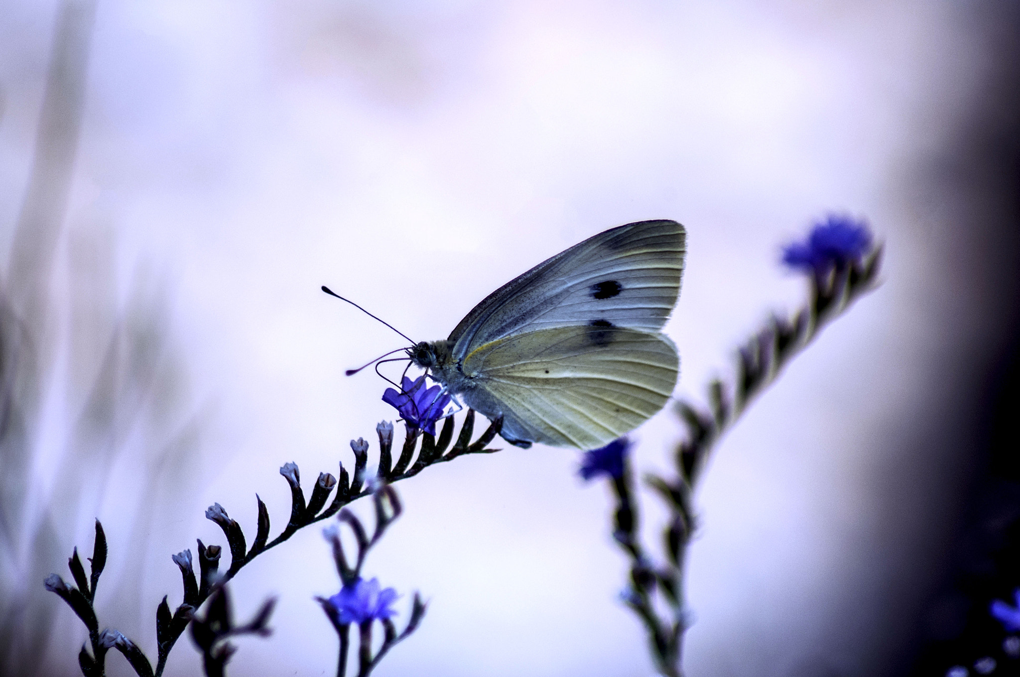 Tamron AF 70-300mm F4-5.6 Di LD Macro sample photo. Pieris brassicae photography