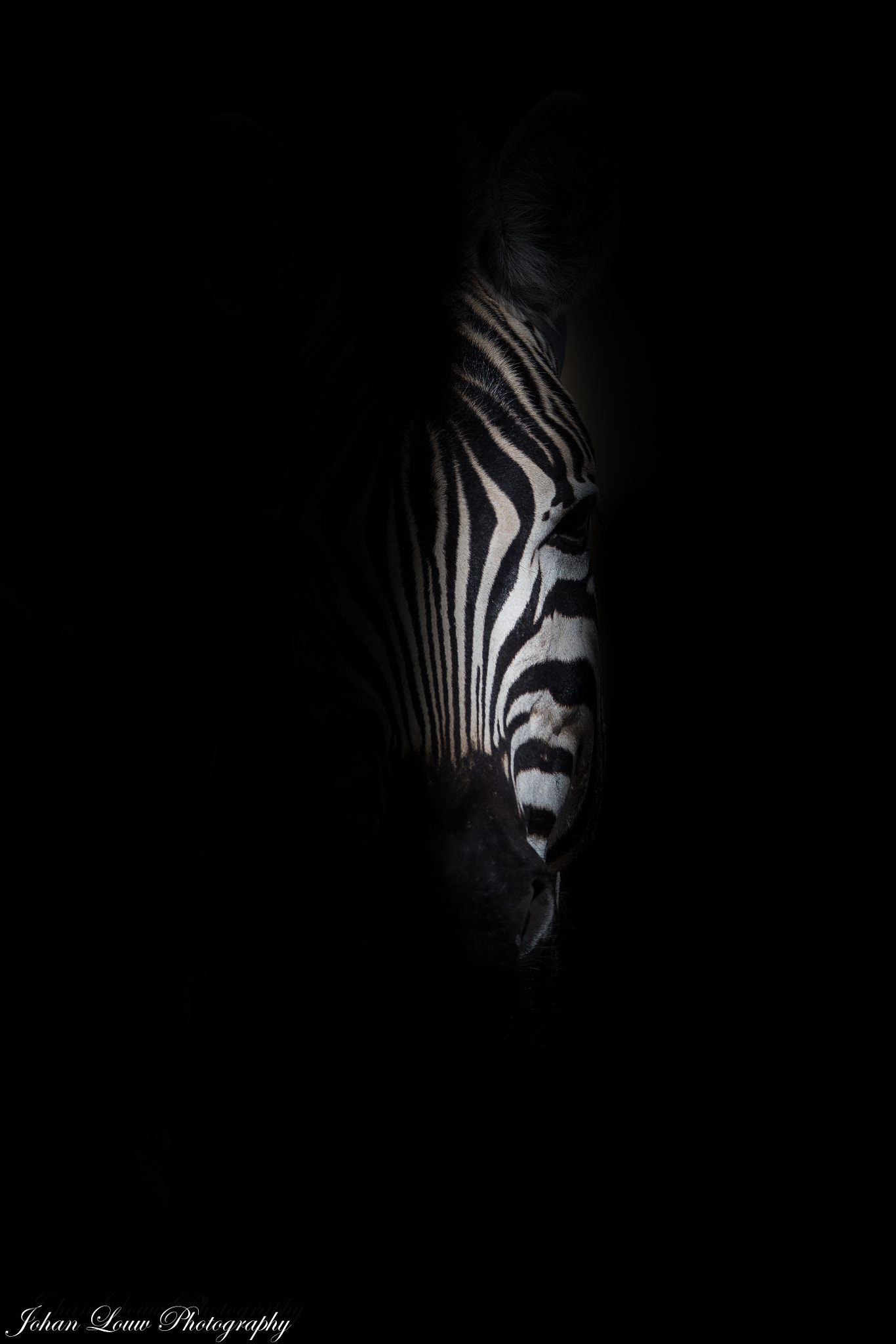 Canon EF 400mm F2.8L IS II USM sample photo. Zebra photography