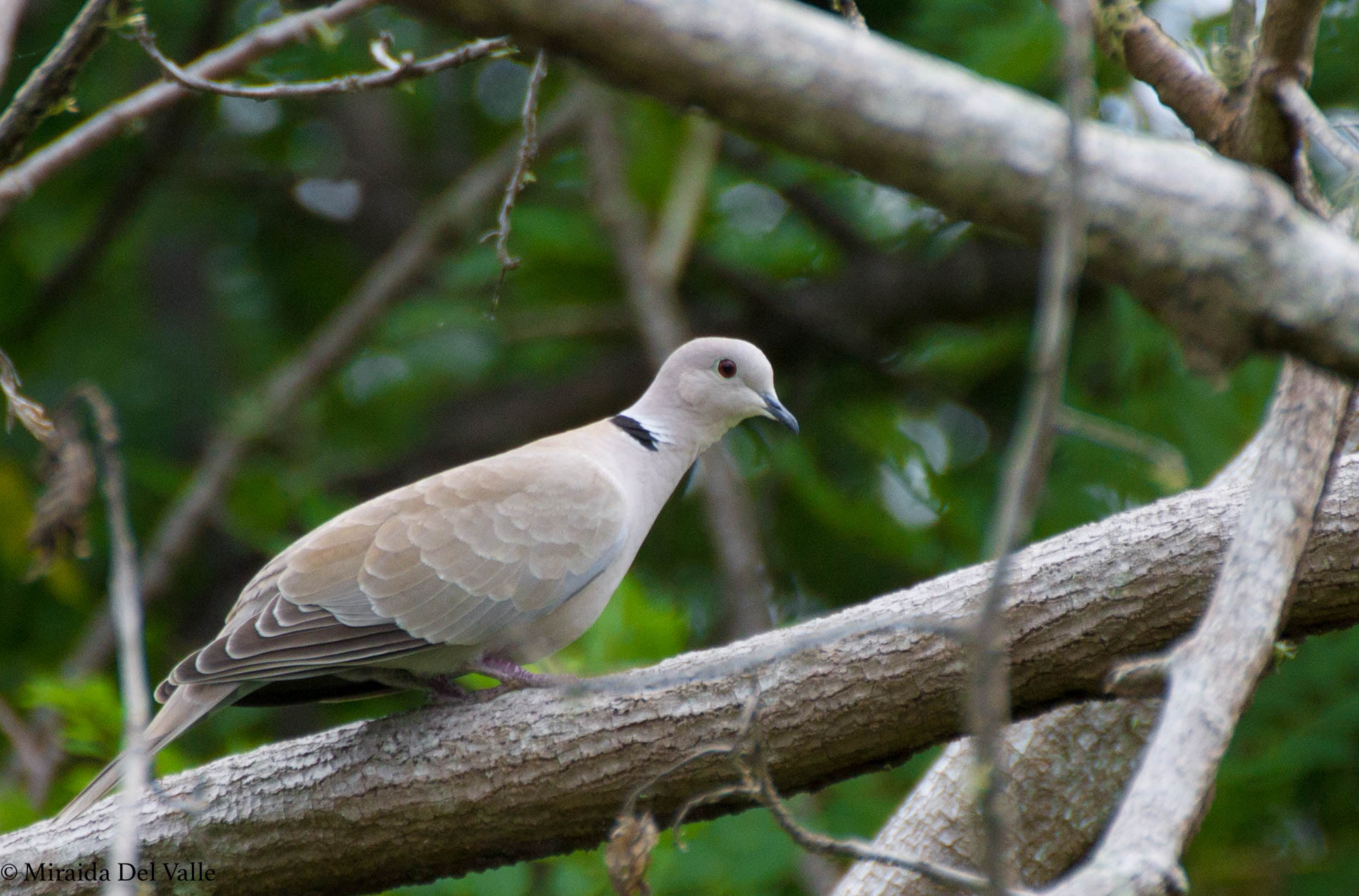 Tamron SP 35mm F1.8 Di VC USD sample photo. Tortola collarina ,african collared dove photography