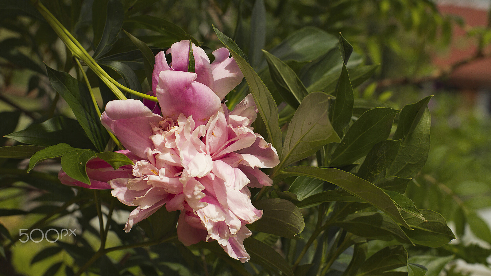 Canon EOS 7D sample photo. Peony photography