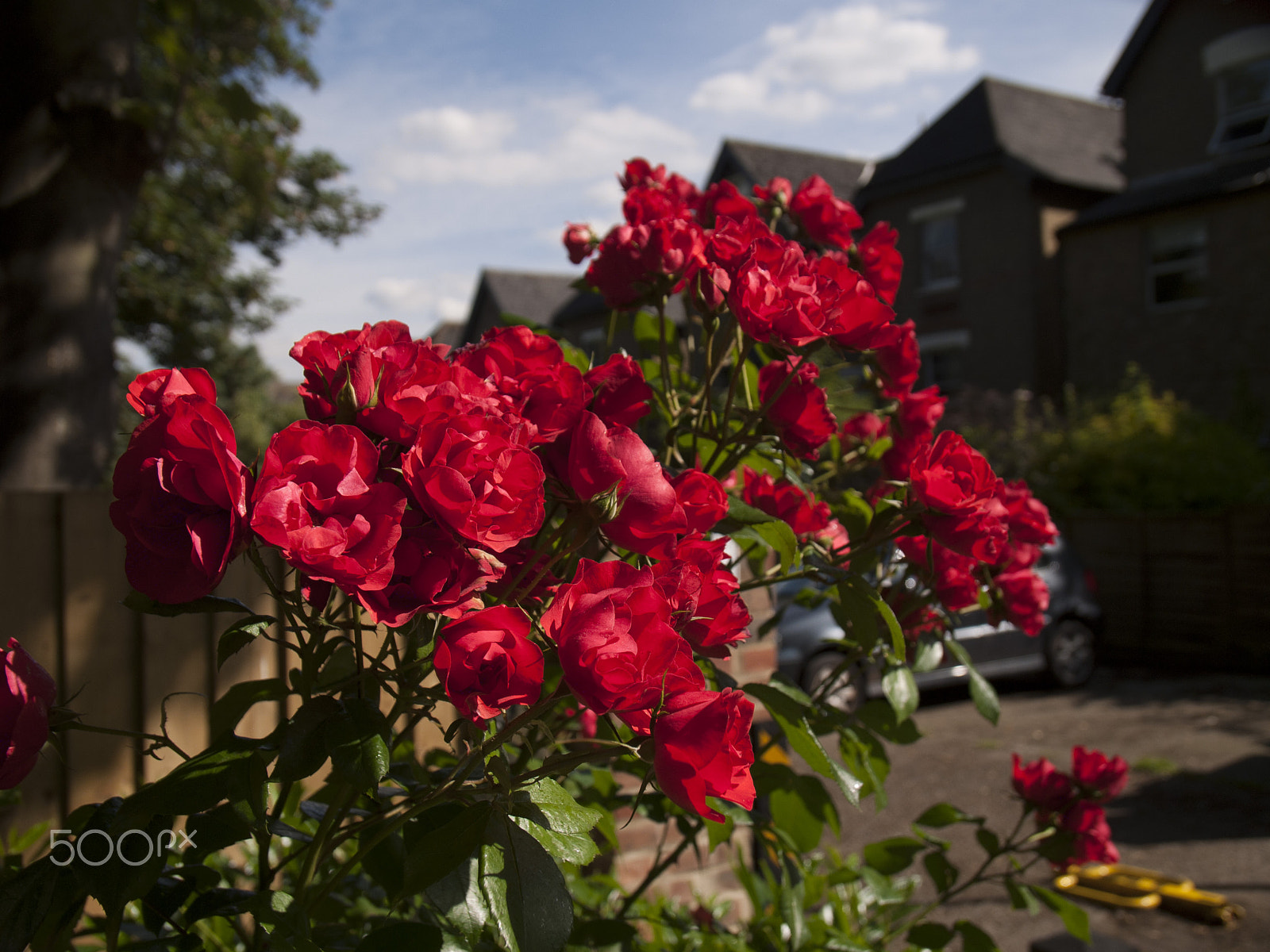 Leica Digilux 3 sample photo. Des roses dans le vent photography