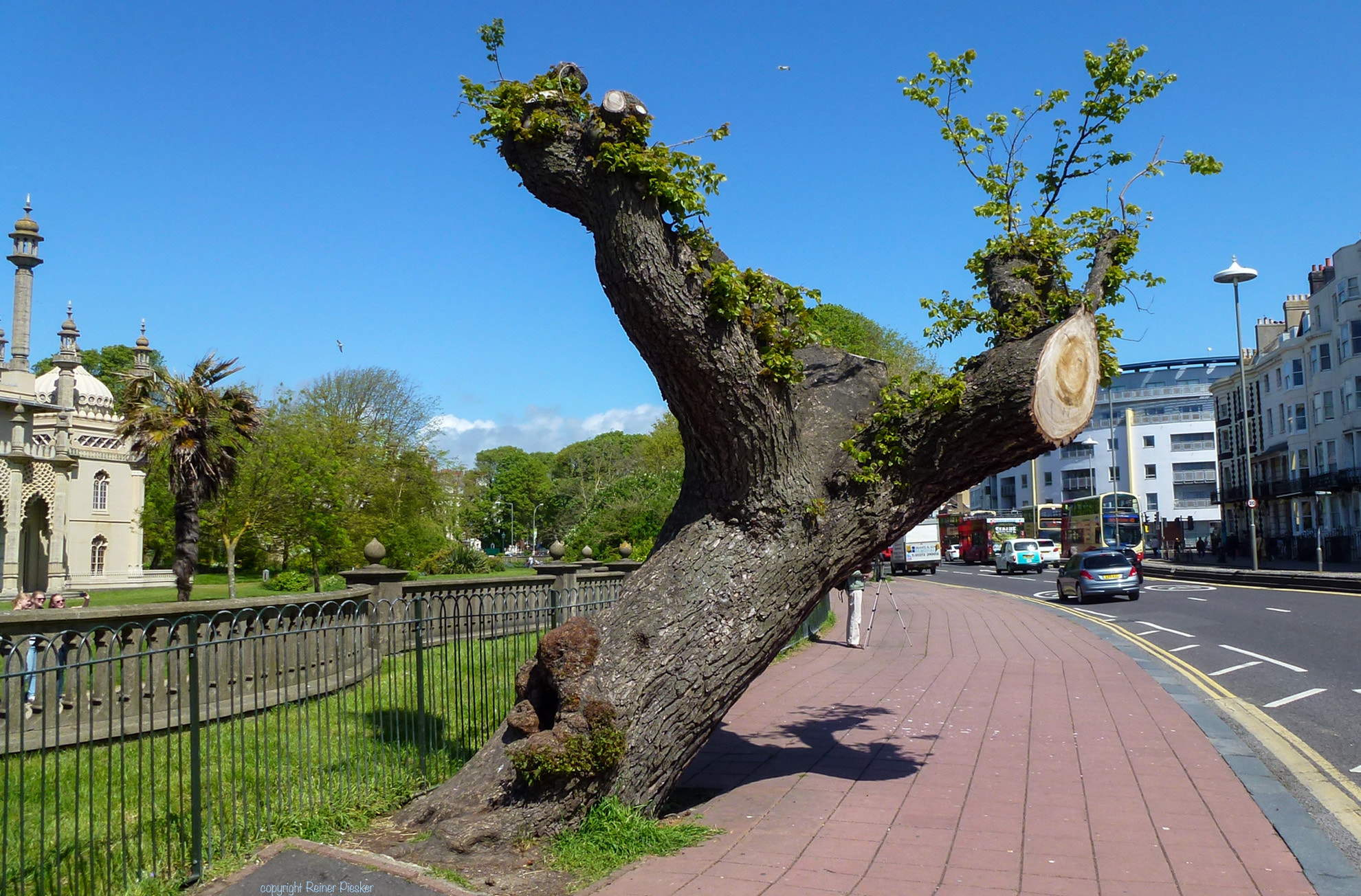 Leica V-Lux 30 / Panasonic Lumix DMC-TZ22 sample photo. Old cut oak photography