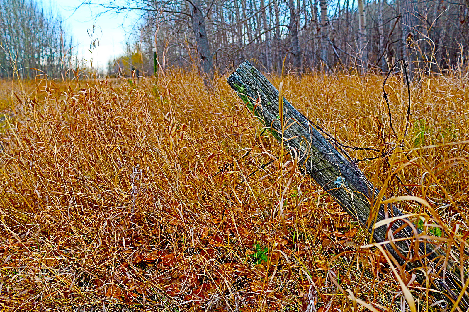 Canon EOS 650D (EOS Rebel T4i / EOS Kiss X6i) sample photo. Golden straw field and fence post photography
