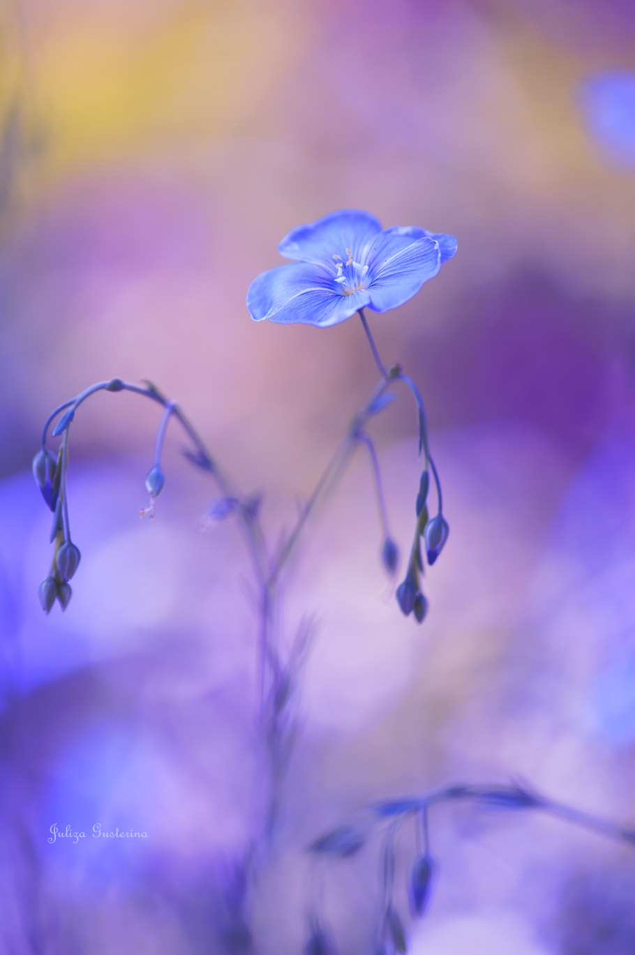 Nikon AF-S Micro-Nikkor 105mm F2.8G IF-ED VR sample photo. (***) photography