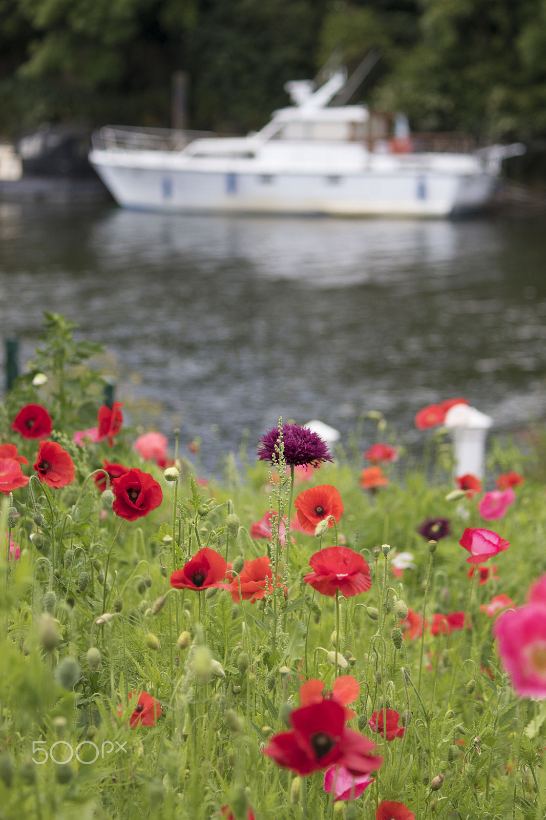 Canon EF-S 55-250mm F4-5.6 IS sample photo. Poppies by the thames river photography