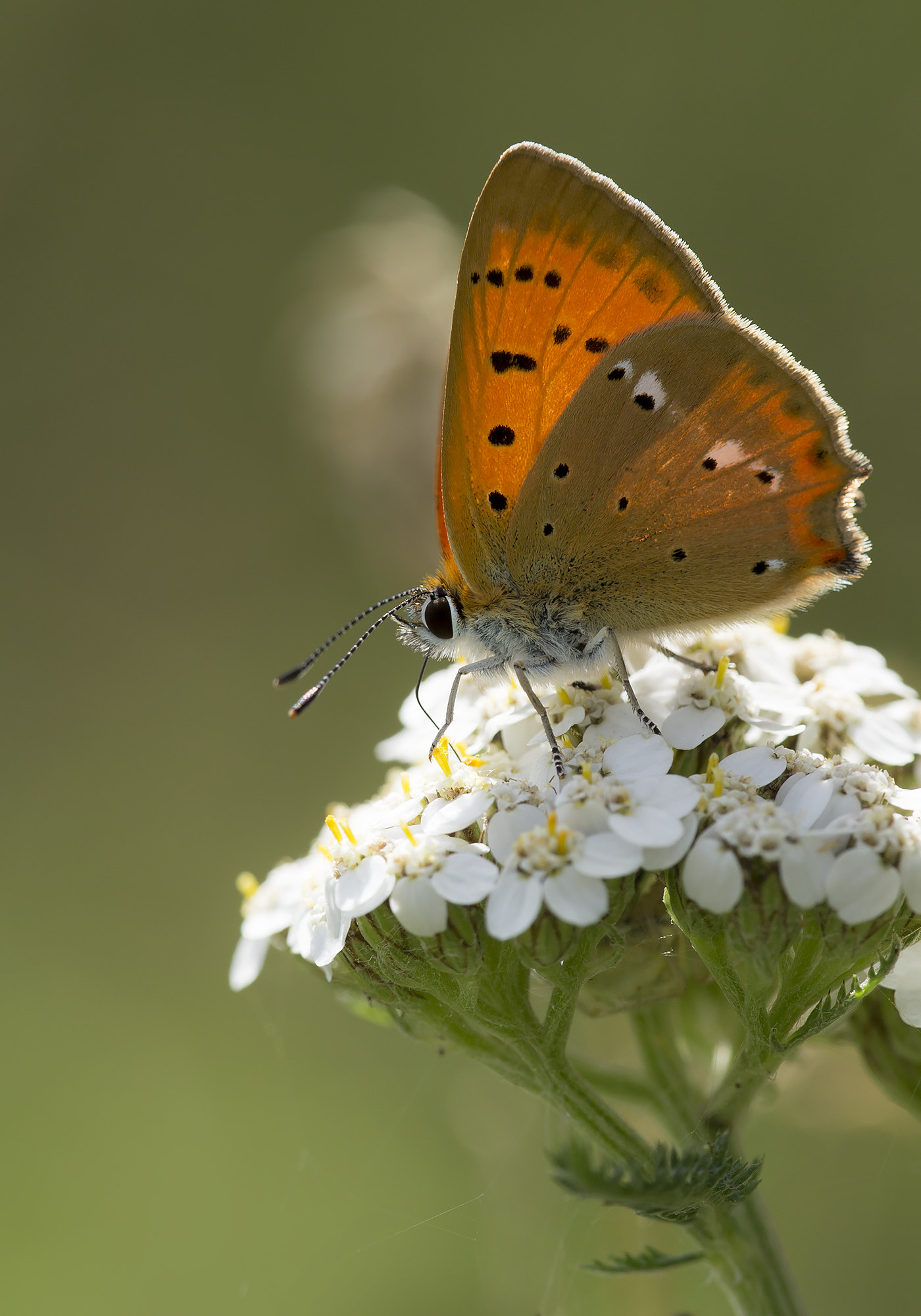 Canon EF 180mm F3.5L Macro USM sample photo. Dukatsommerfugl photography