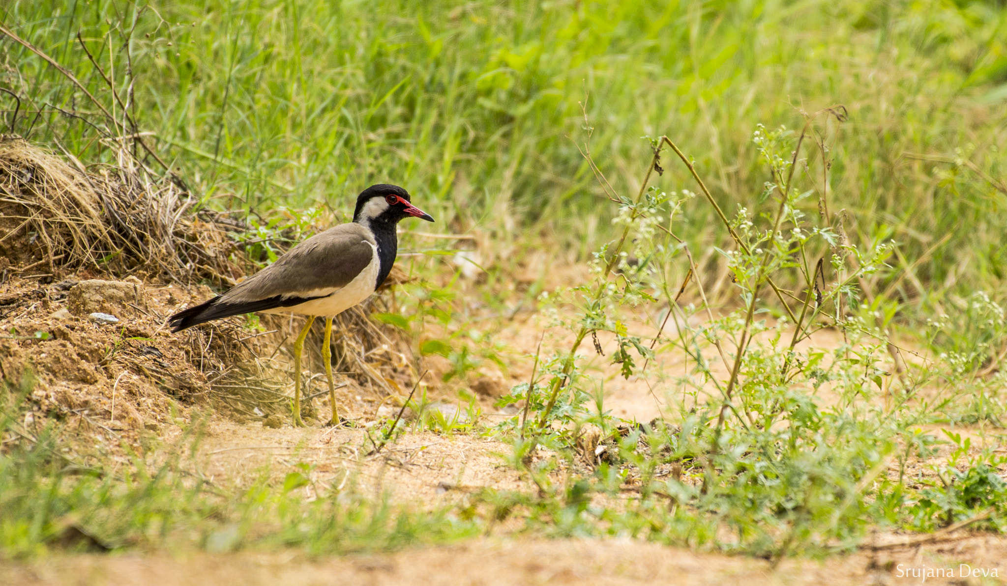 Nikon AF-S Nikkor 200-500mm F5.6E ED VR sample photo. Red-wattled lapwing photography