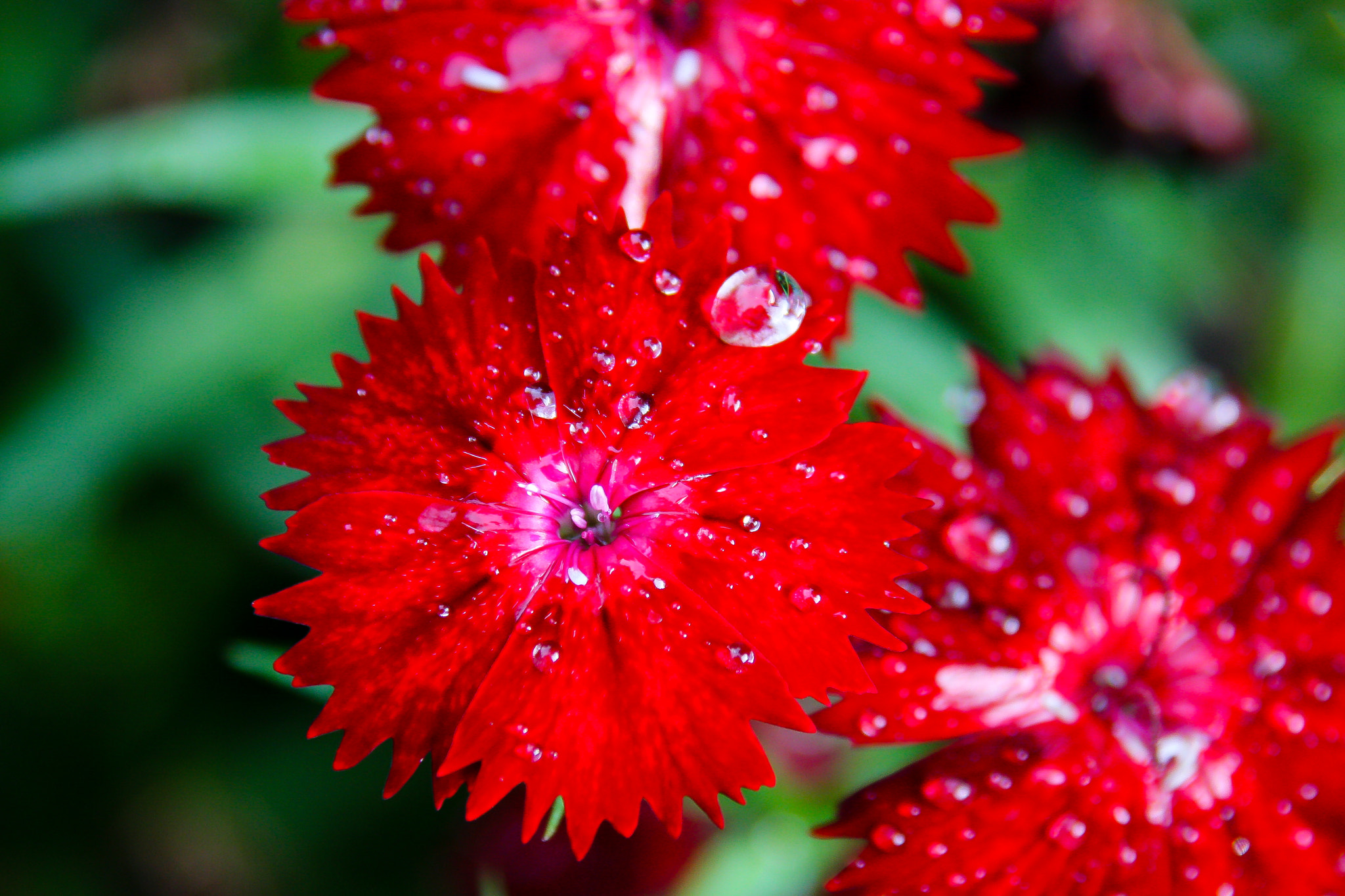 Canon EOS 40D sample photo. Red flower ii photography