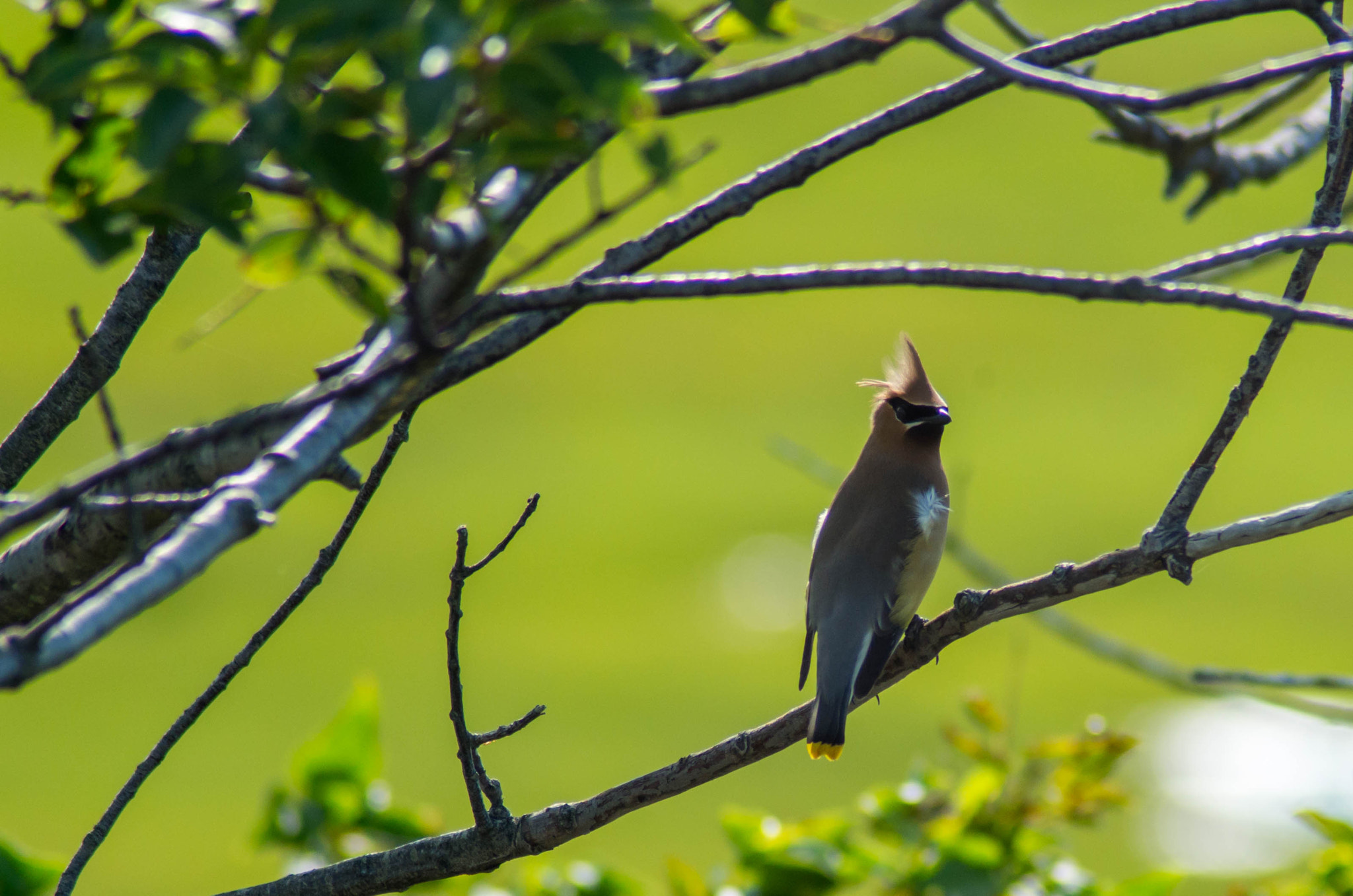 Tamron AF 70-300mm F4-5.6 Di LD Macro sample photo. Cedar waxwing photography