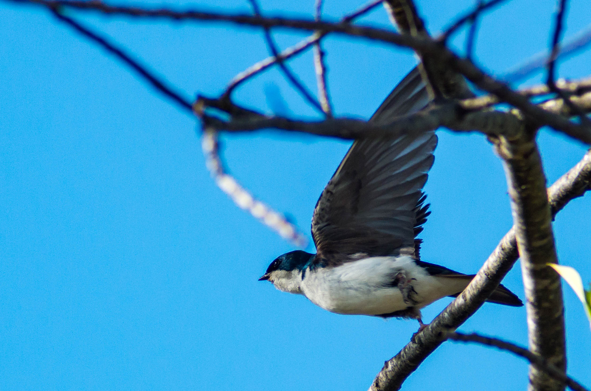Tamron AF 70-300mm F4-5.6 Di LD Macro sample photo. Common house martin photography