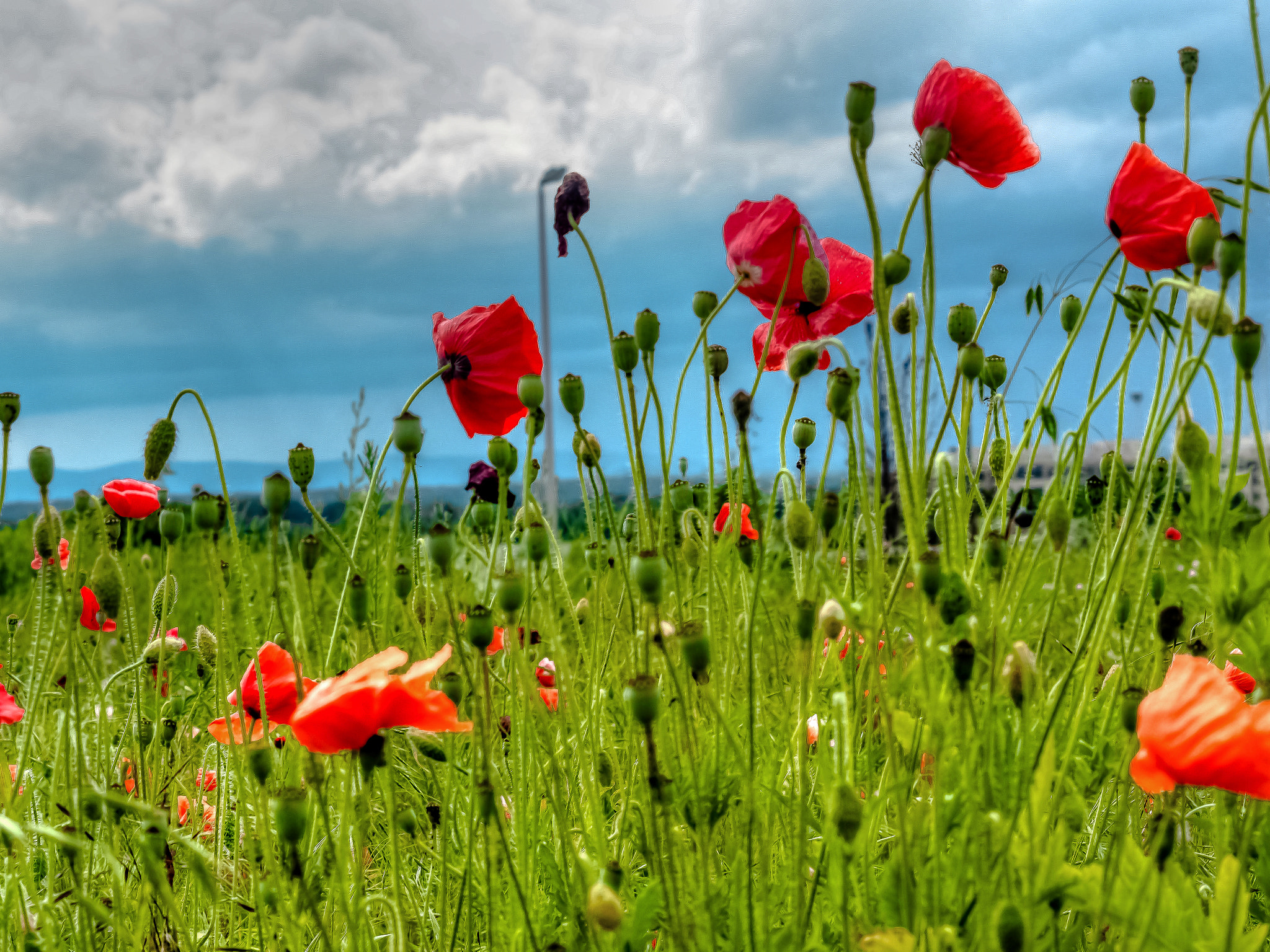 Olympus Zuiko Digital ED 40-150mm F4.0-5.6 sample photo. Poppies and the blue ridge in the distance photography