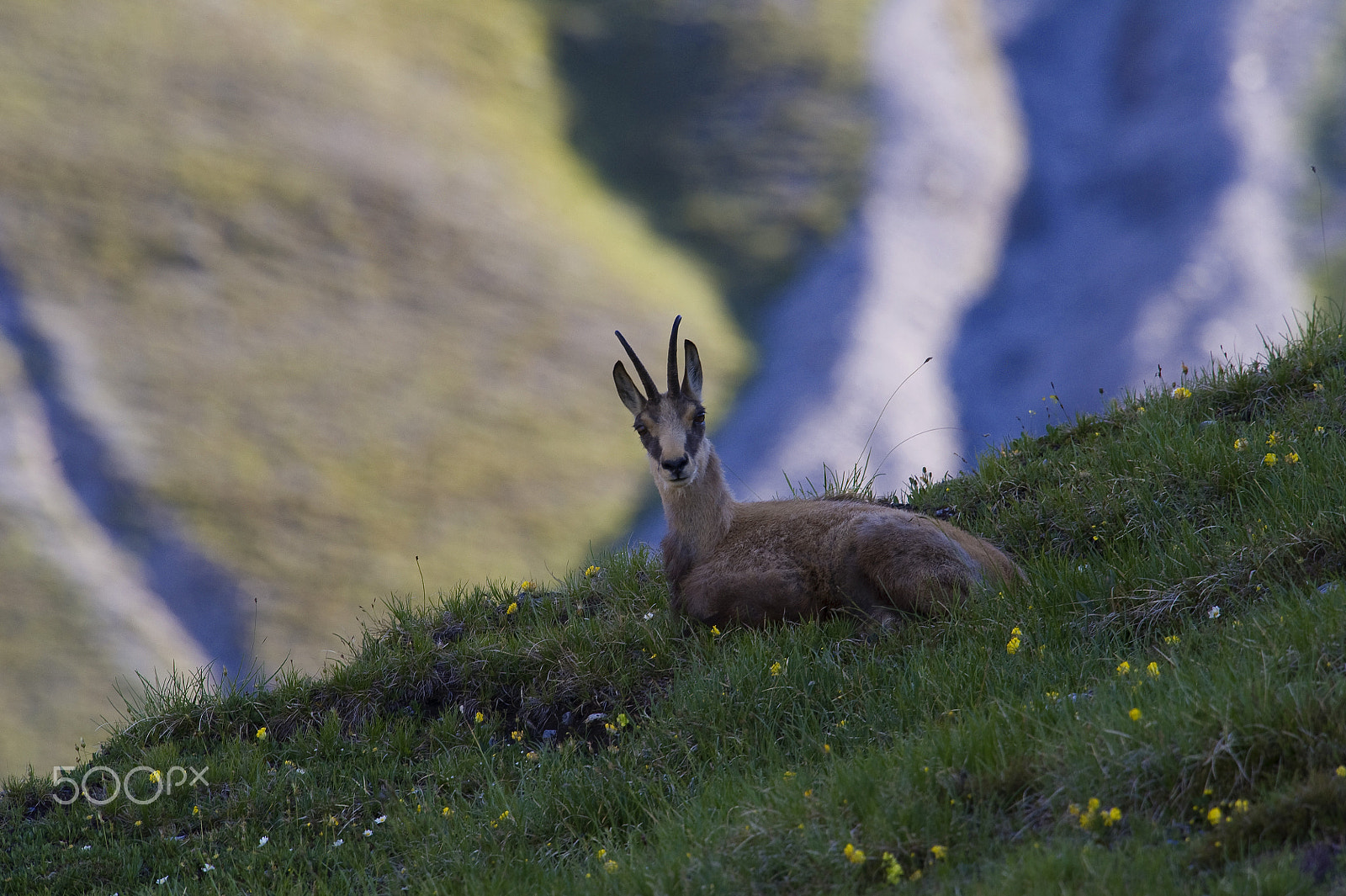 Nikon D3S + Nikon AF-S Nikkor 500mm F4G ED VR sample photo. Alpine chamois in july photography