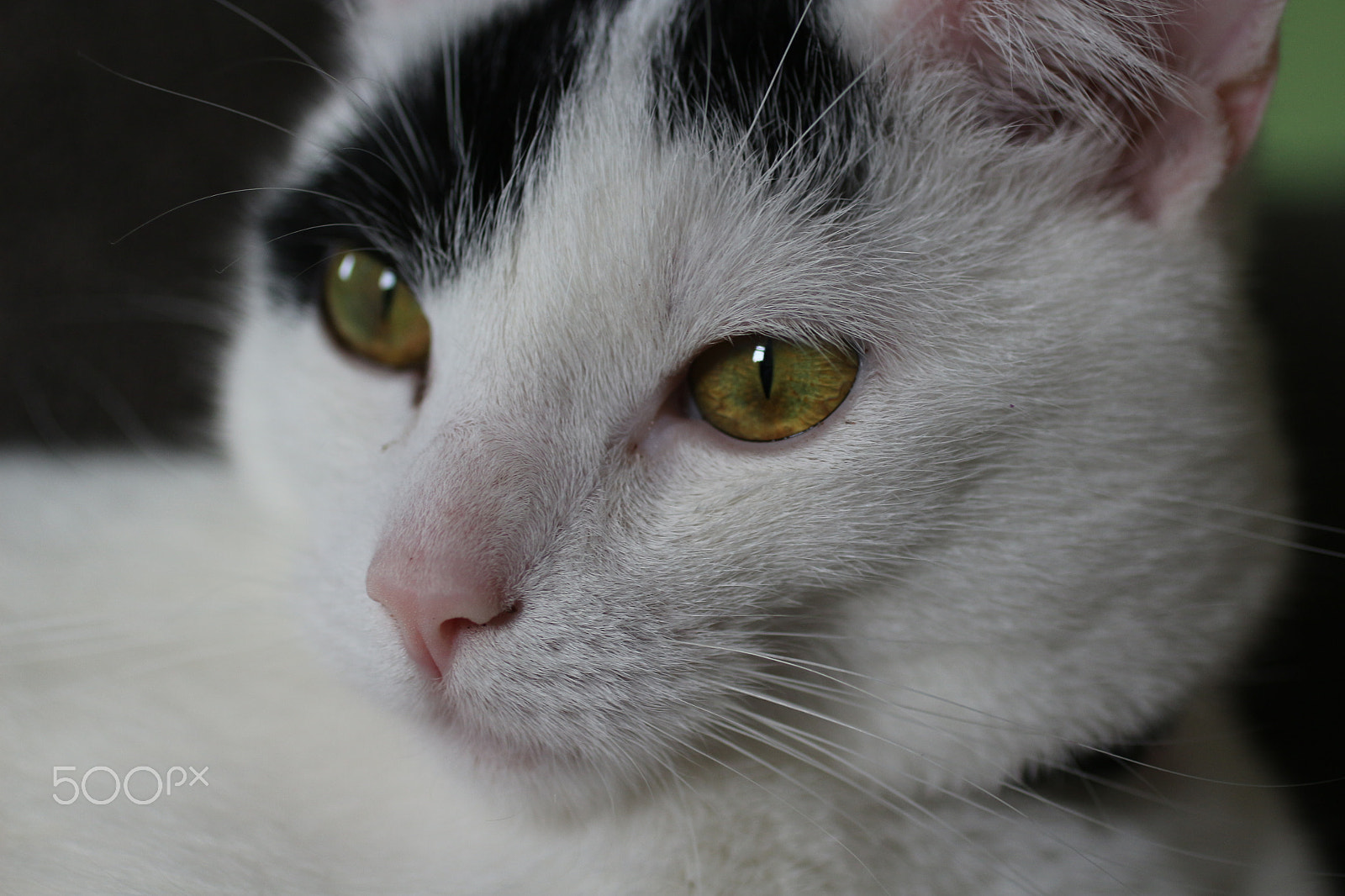 Canon EOS 100D (EOS Rebel SL1 / EOS Kiss X7) + Canon EF 50mm F2.5 Macro sample photo. Black and white cat macro photography