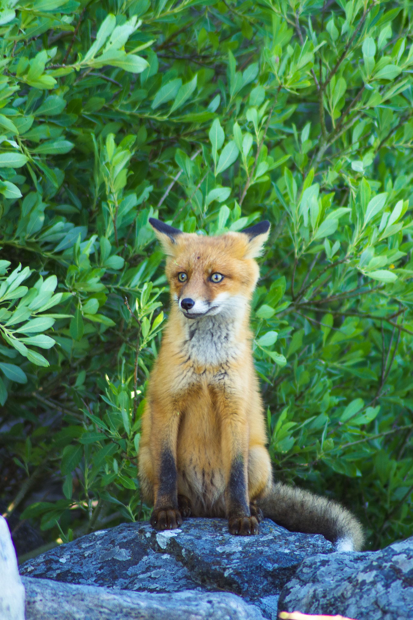 Pentax K-S1 sample photo. Fox photography