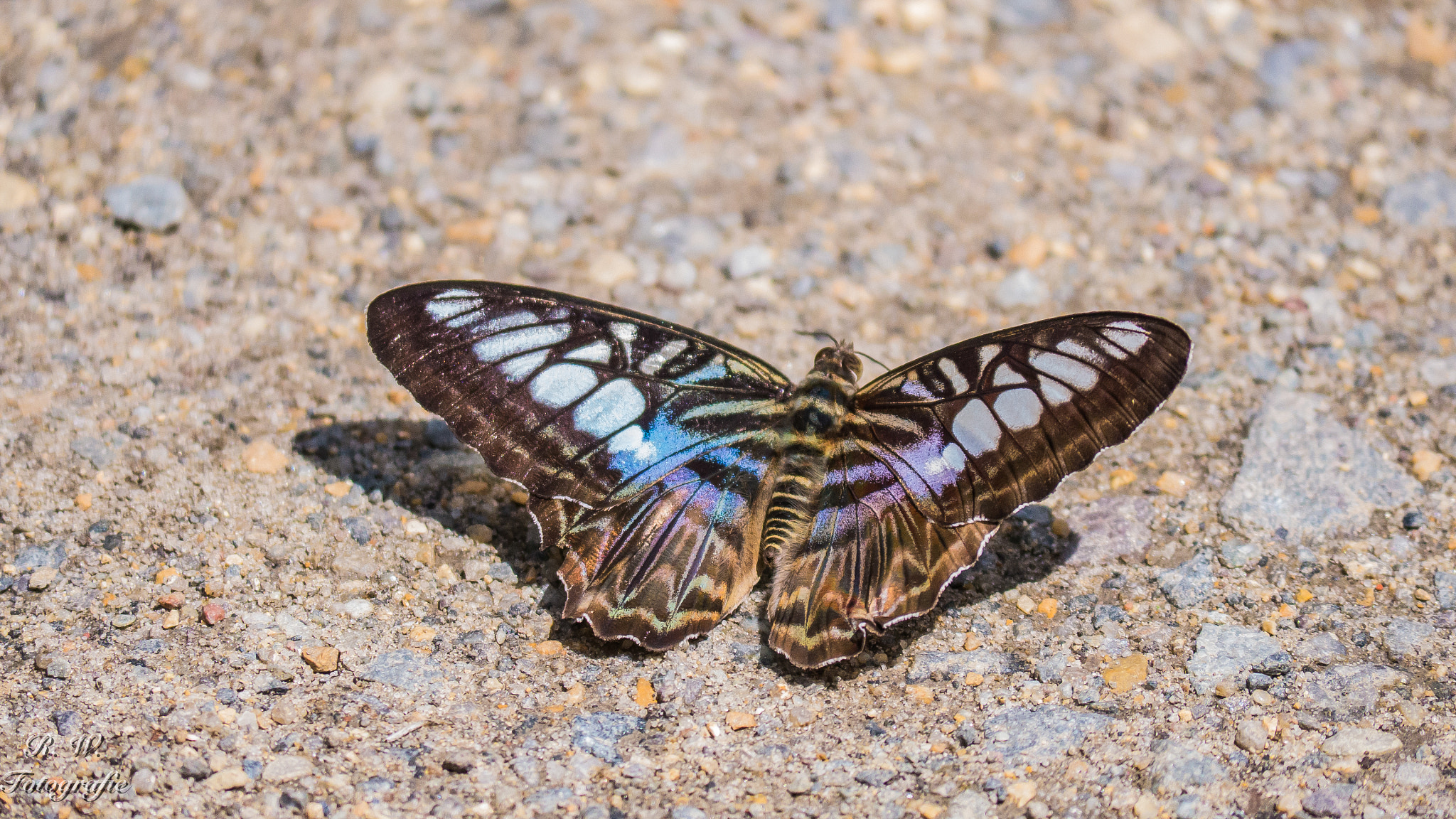 Panasonic Lumix DMC-GH3 sample photo. Butterfly photography