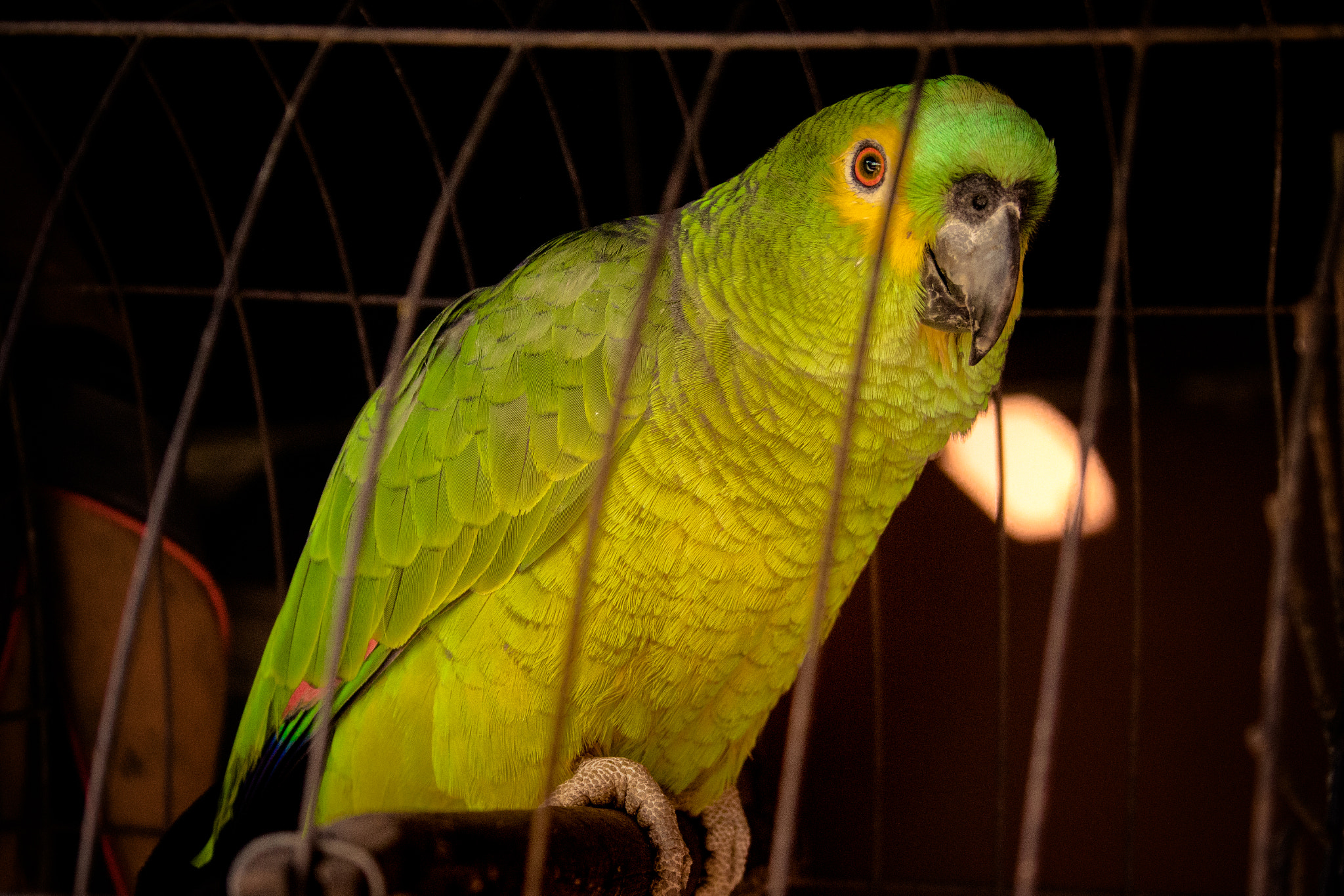 Canon EF-S 18-55mm F3.5-5.6 II sample photo. Parrot photography