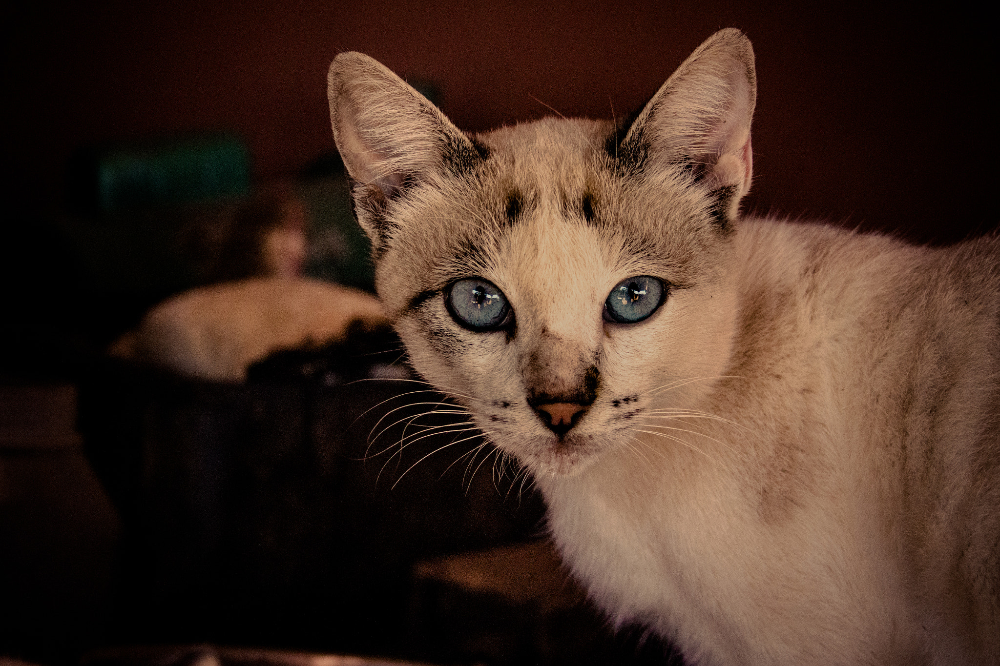 Canon EF-S 18-55mm F3.5-5.6 II sample photo. Cat photography