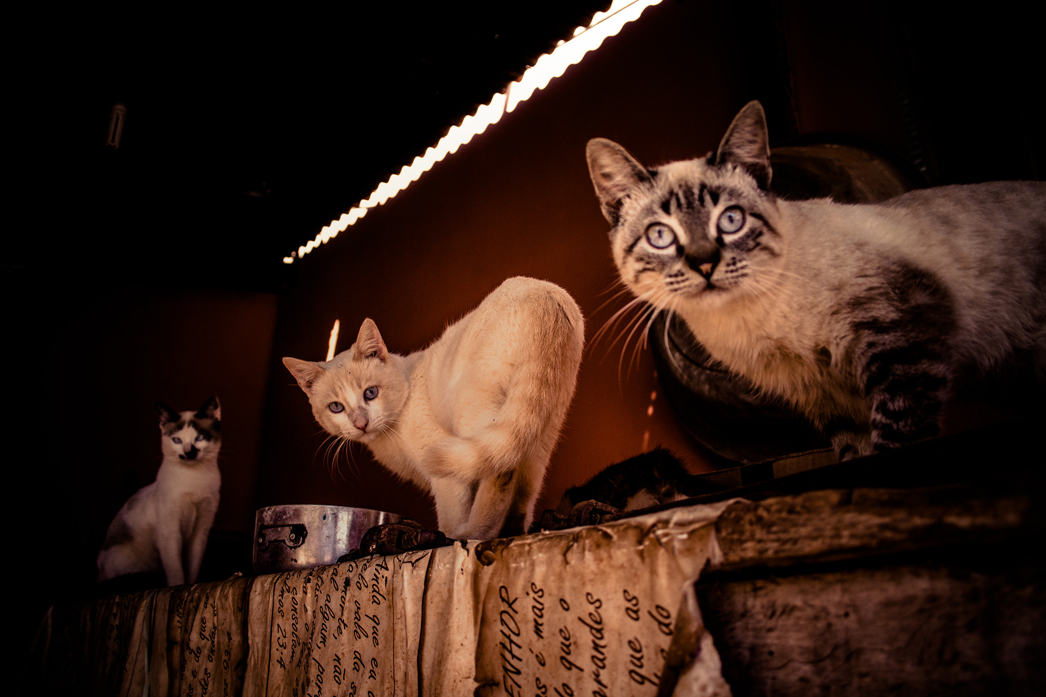 Canon EF-S 18-55mm F3.5-5.6 II sample photo. Cats photography