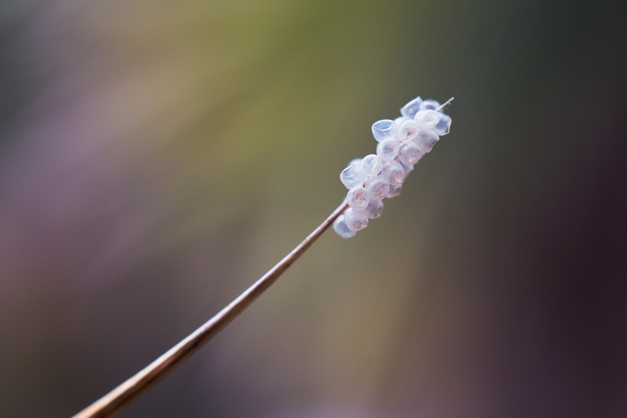Sony DT 30mm F2.8 Macro SAM sample photo. Empty houses photography