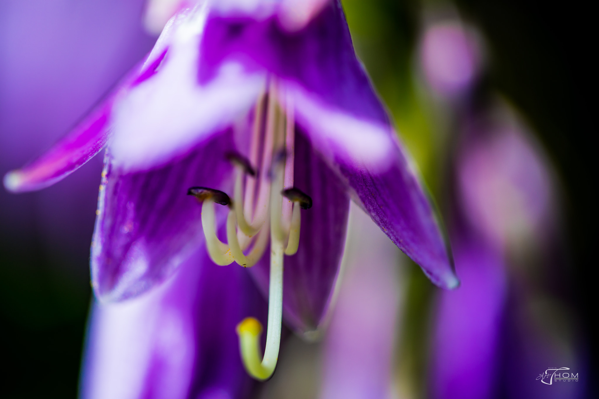 Canon EF 100mm F2.8 Macro USM sample photo. Purple photography
