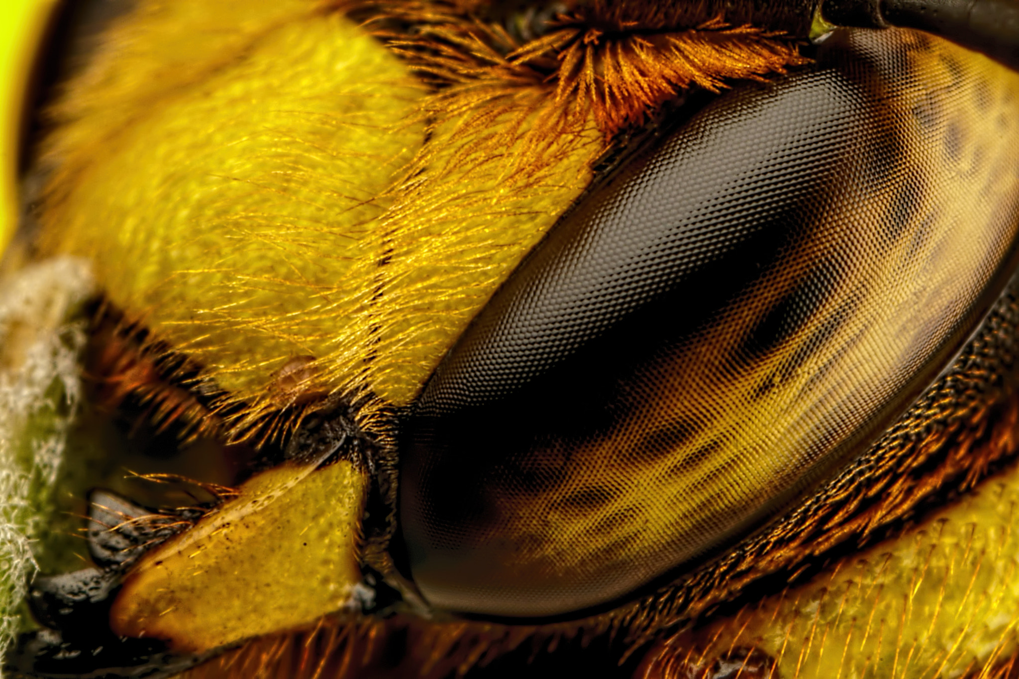 Canon MP-E 65mm F2.5 1-5x Macro Photo sample photo. European wool carder bee x photography