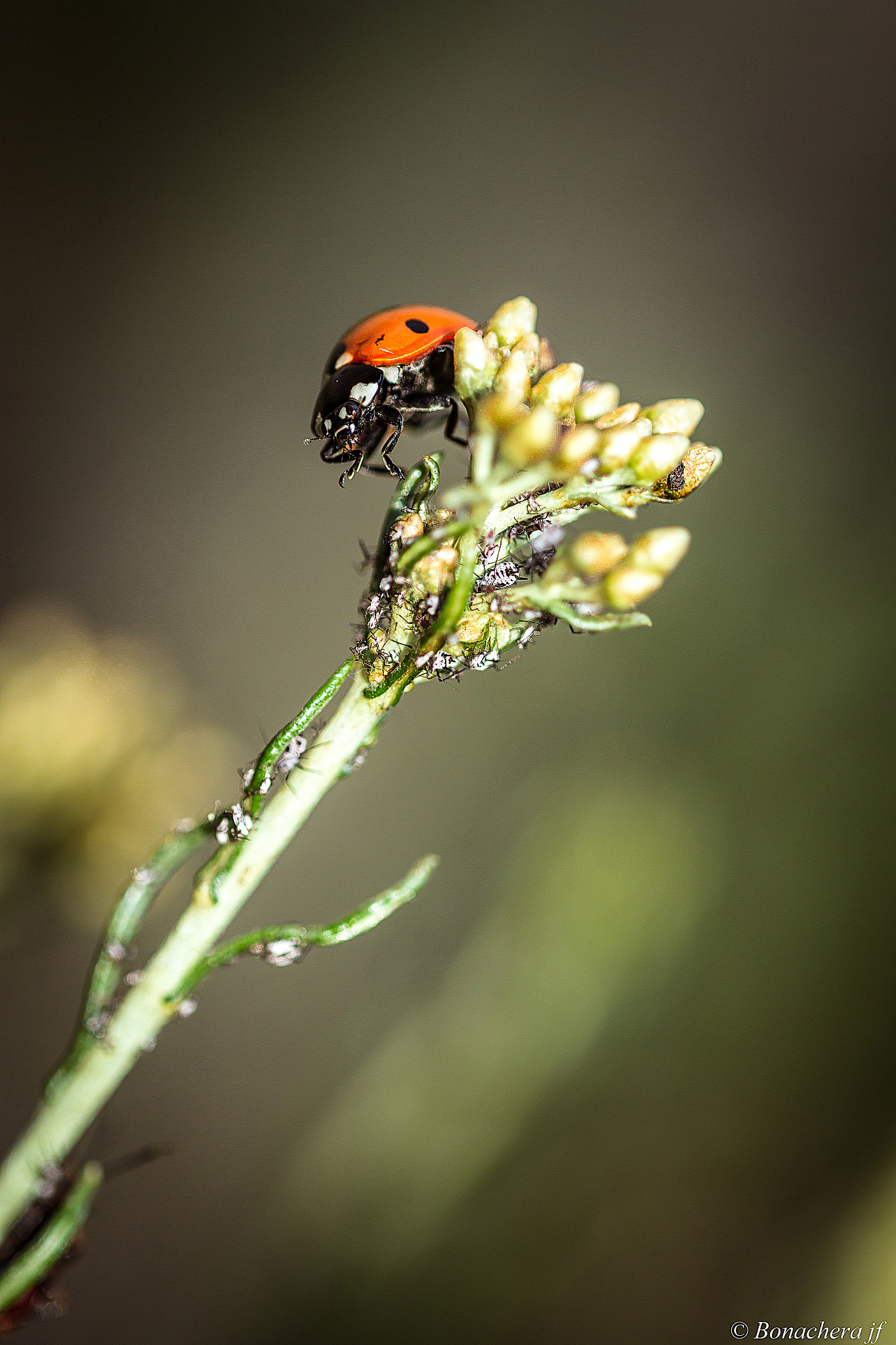 Sigma 150mm f/2.8 EX DG OS HSM APO Macro sample photo. L'heure du repas photography