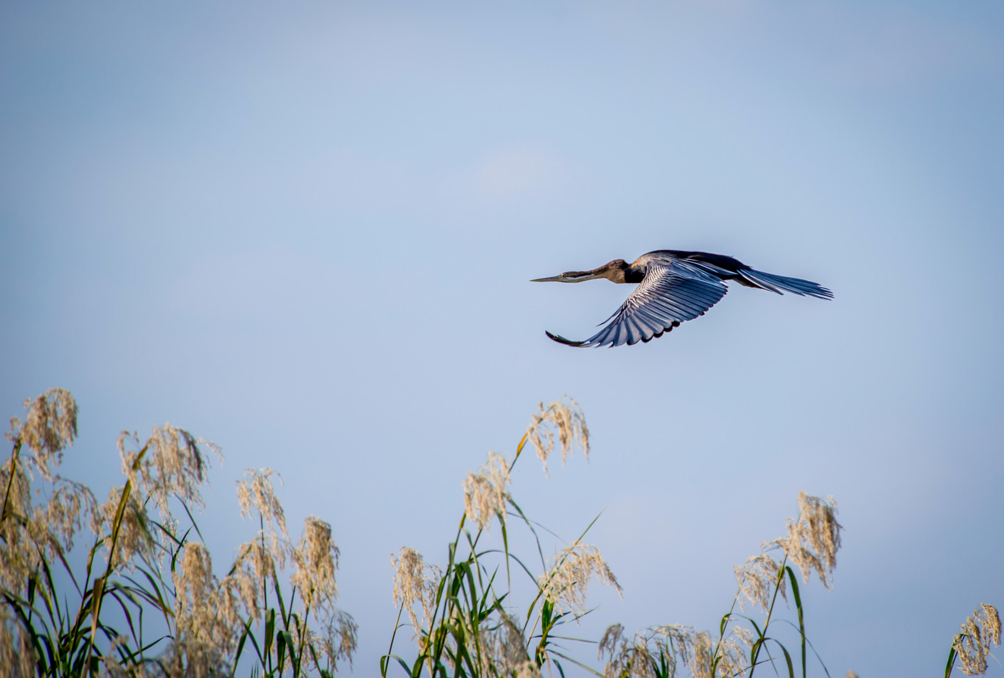 Nikon D600 sample photo. The reeds and the darter photography